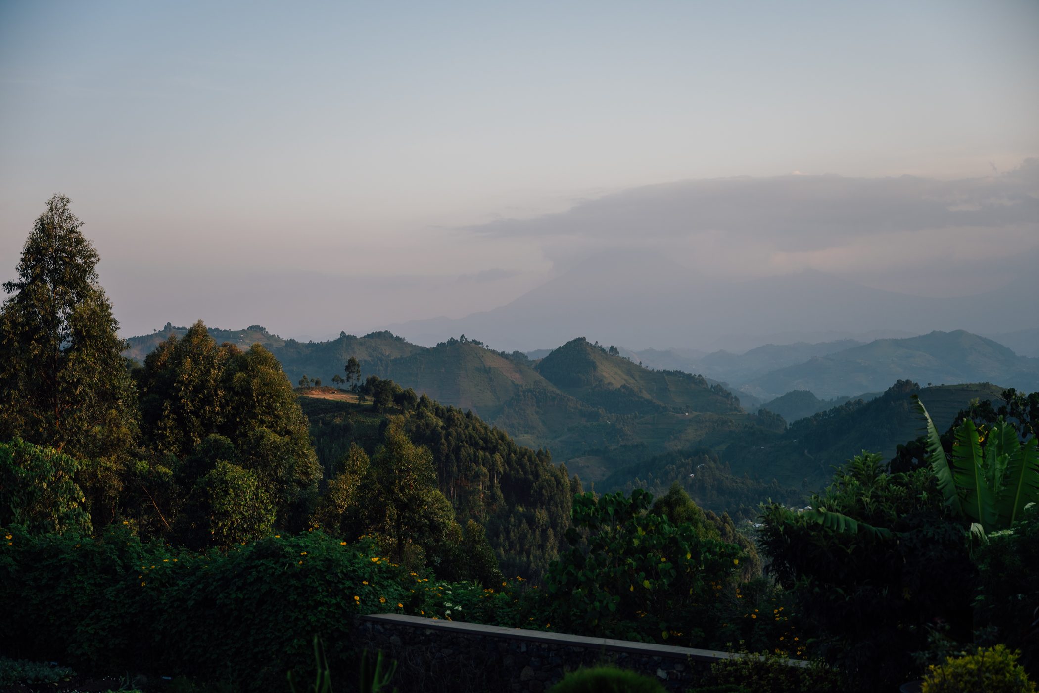 View of Bwindi Impenetrable Forest in Uganda