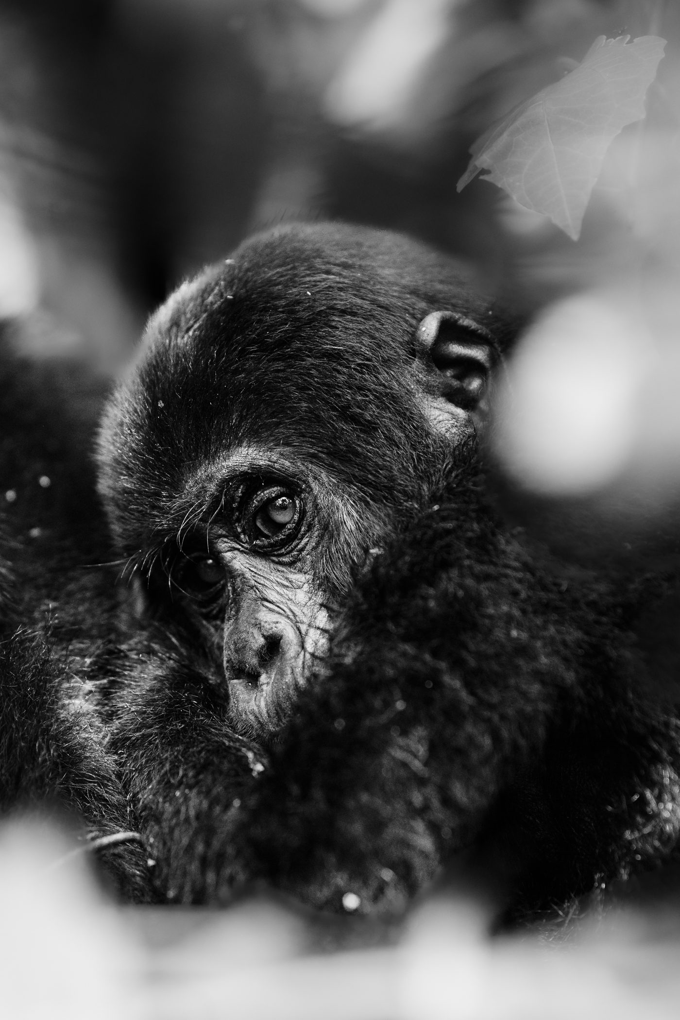 Juvenile gorilla at Bwindi Impenetrable National Park in Uganda