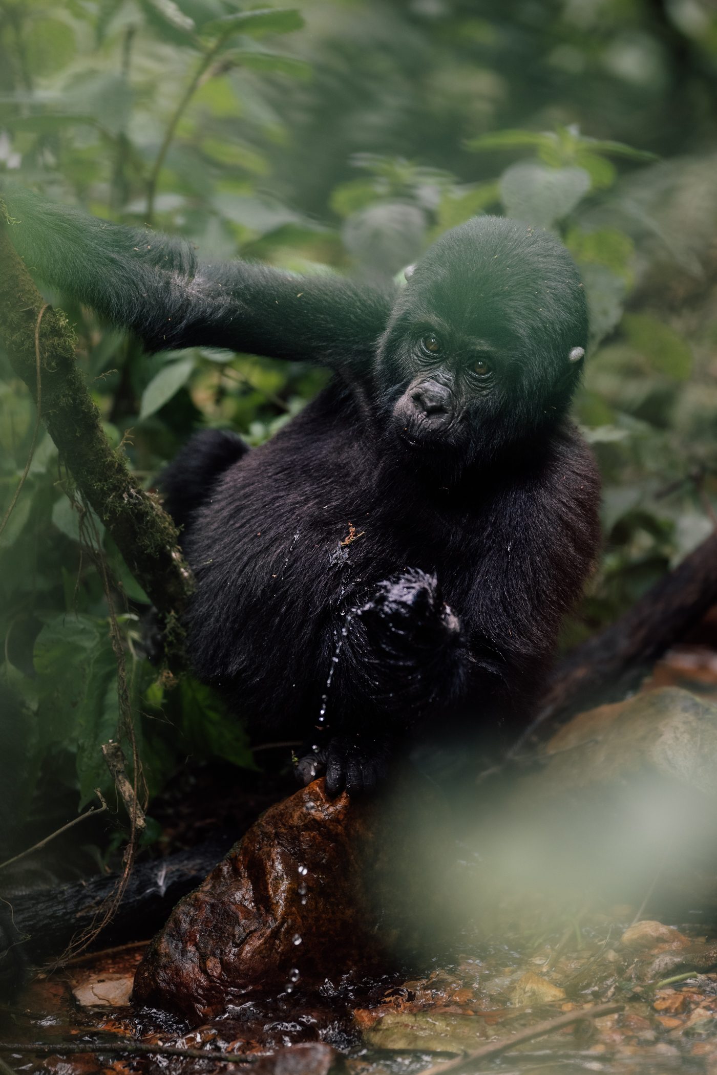 Juvenile gorilla drinking from a stream at Bwindi Impenetrable Forest in Uganda