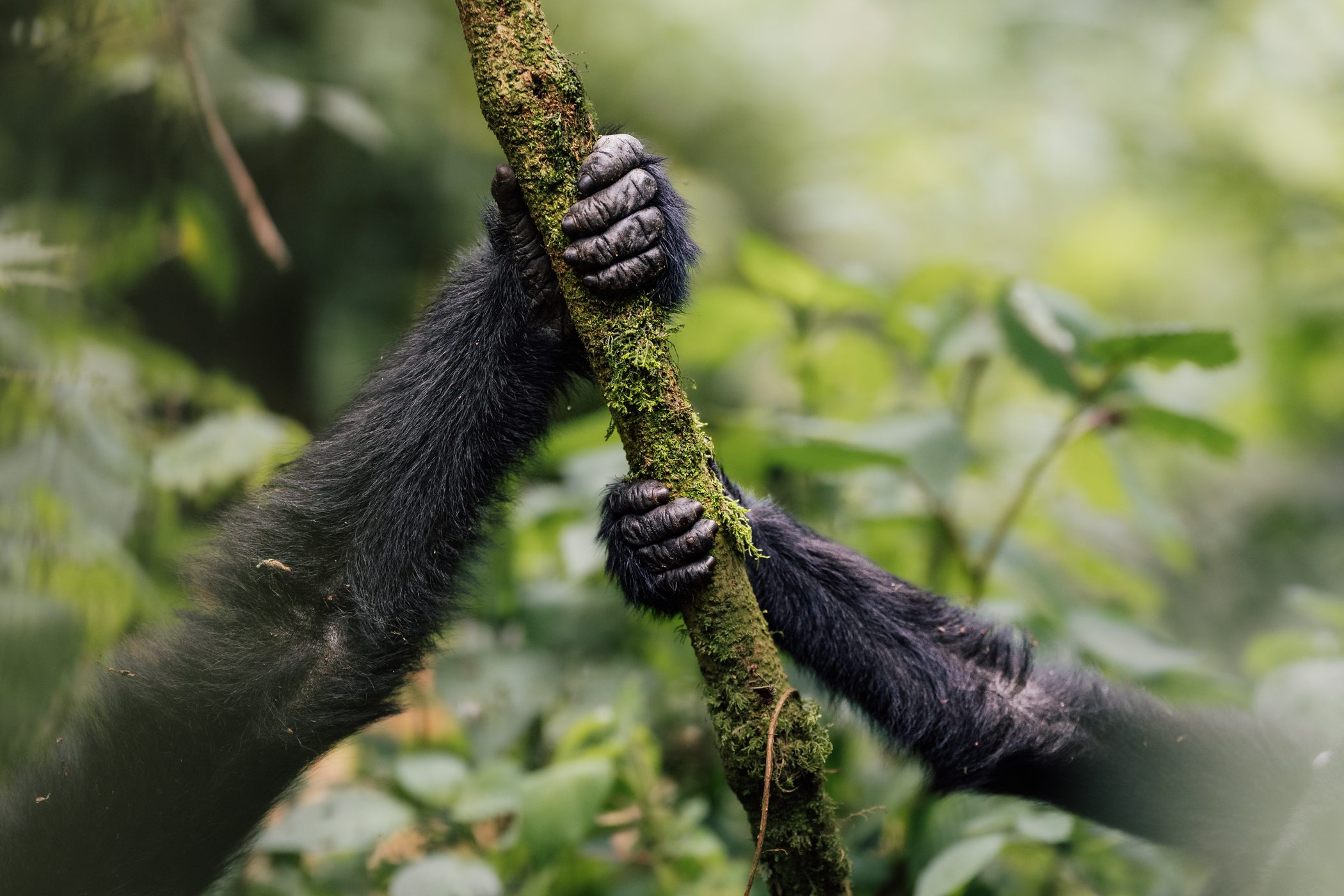 Details of two hands of juvenile gorillas holding on to a branch in Bwindi Impenetrable National Park in Uganda