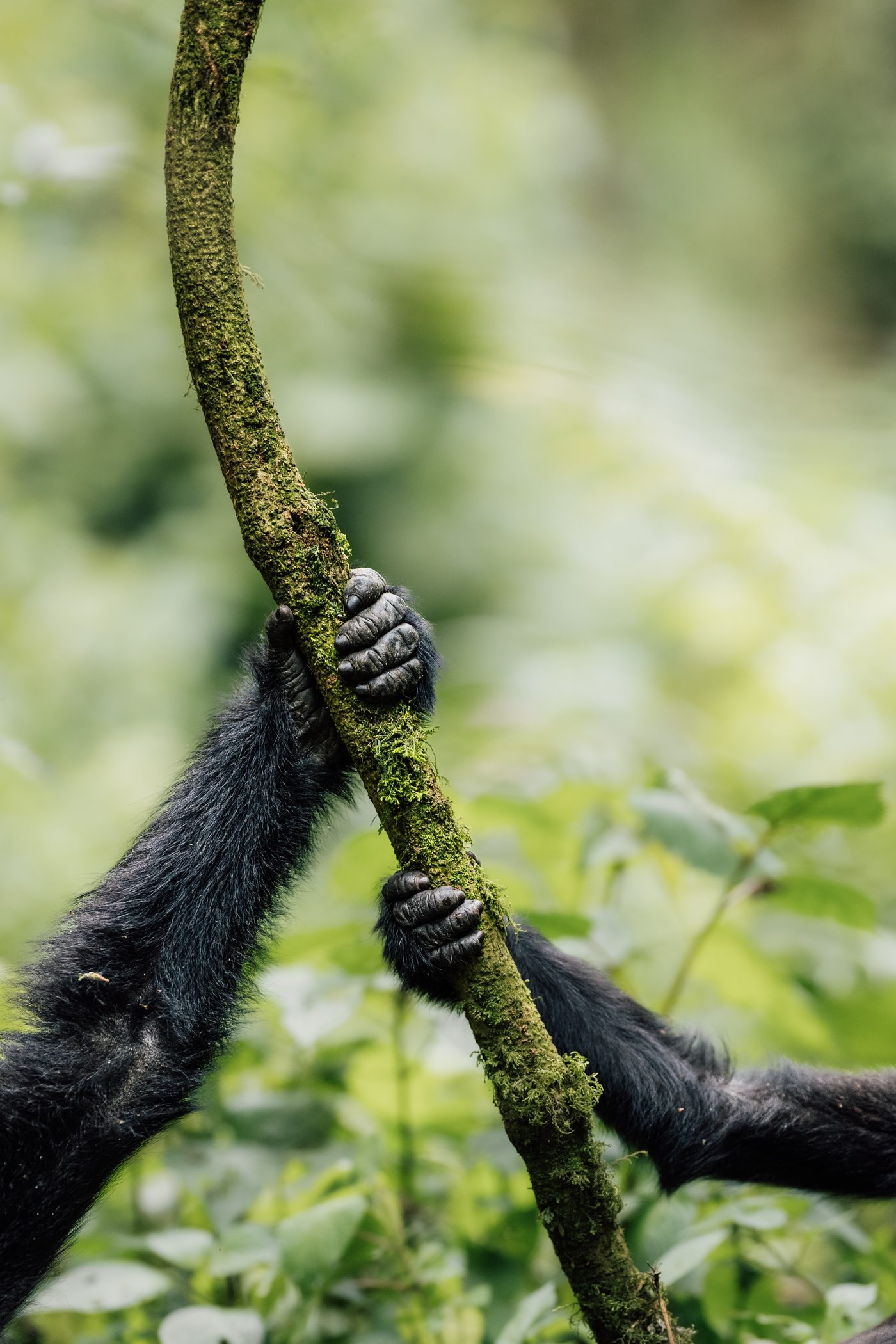 Details of two hands of juvenile gorillas holding on to a branch in Bwindi Impenetrable National Park in Uganda
