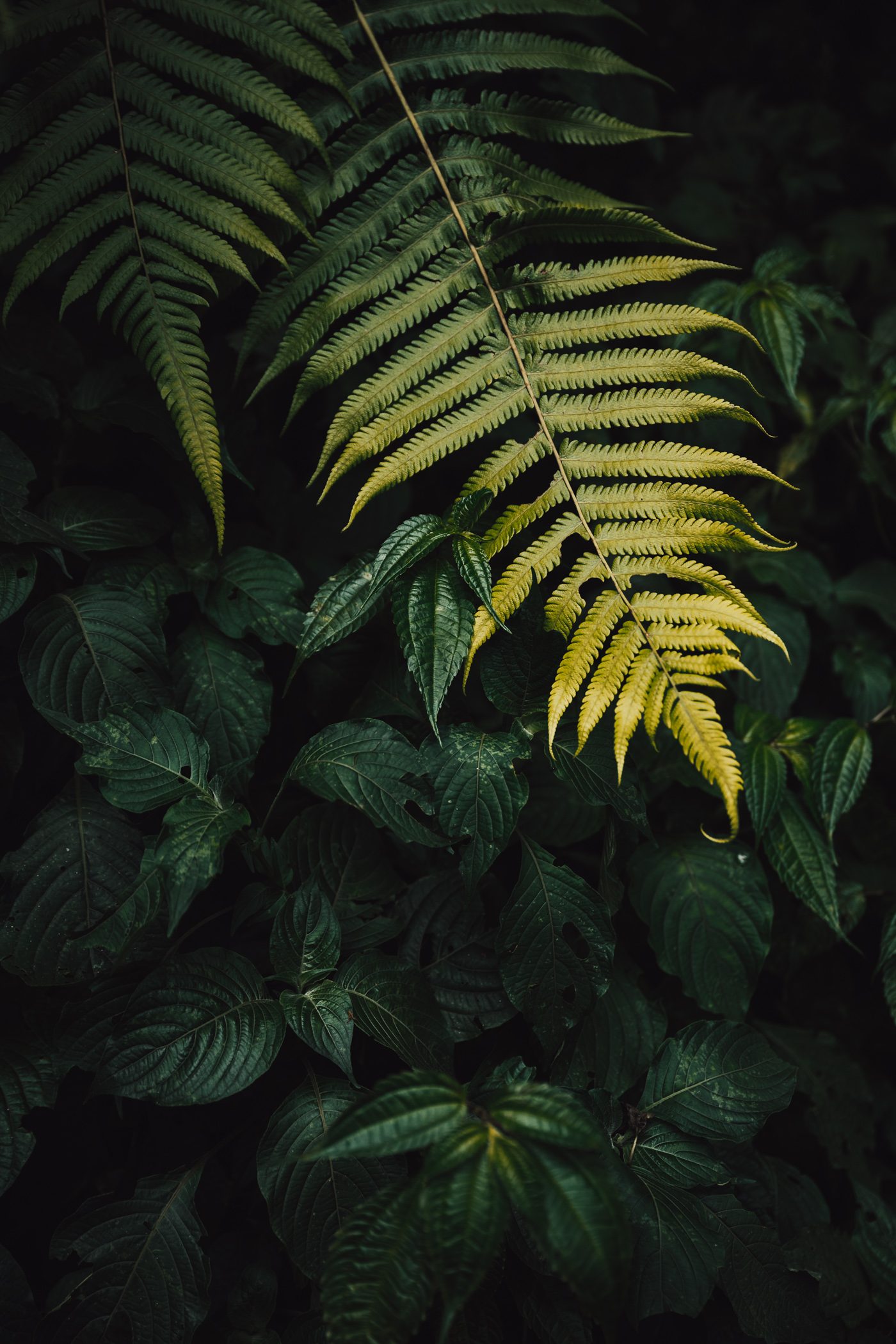 Jungle details of Bwindi Impenetrable National Park in Uganda