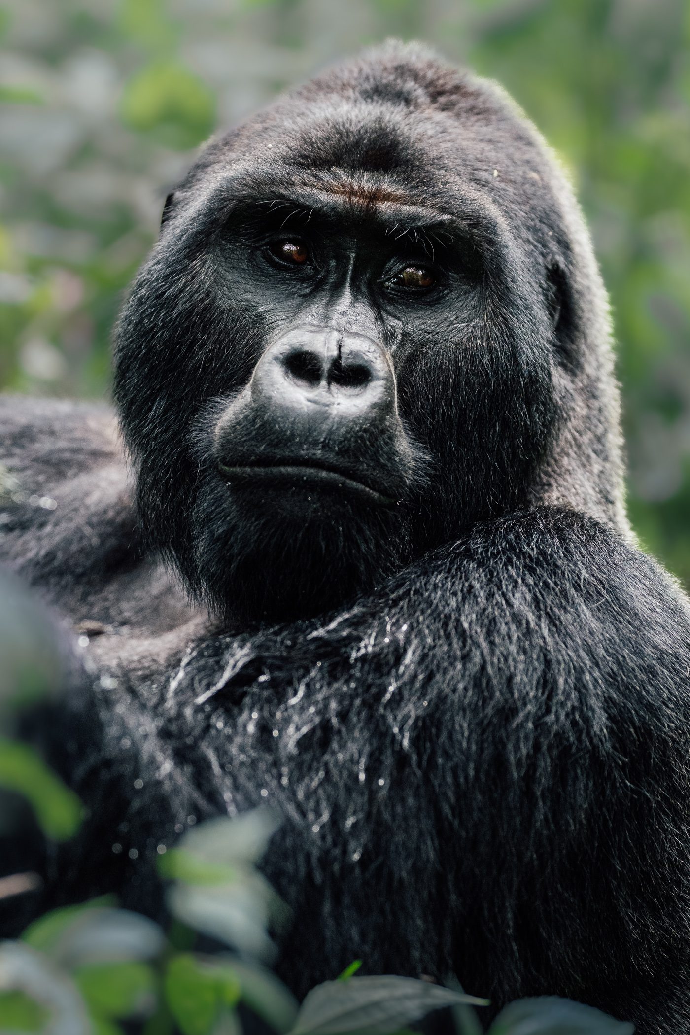 A silverback gorilla in Bwindi Impenetrable National Park in Uganda