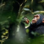 Uganda safari guide by thetravelblog.at