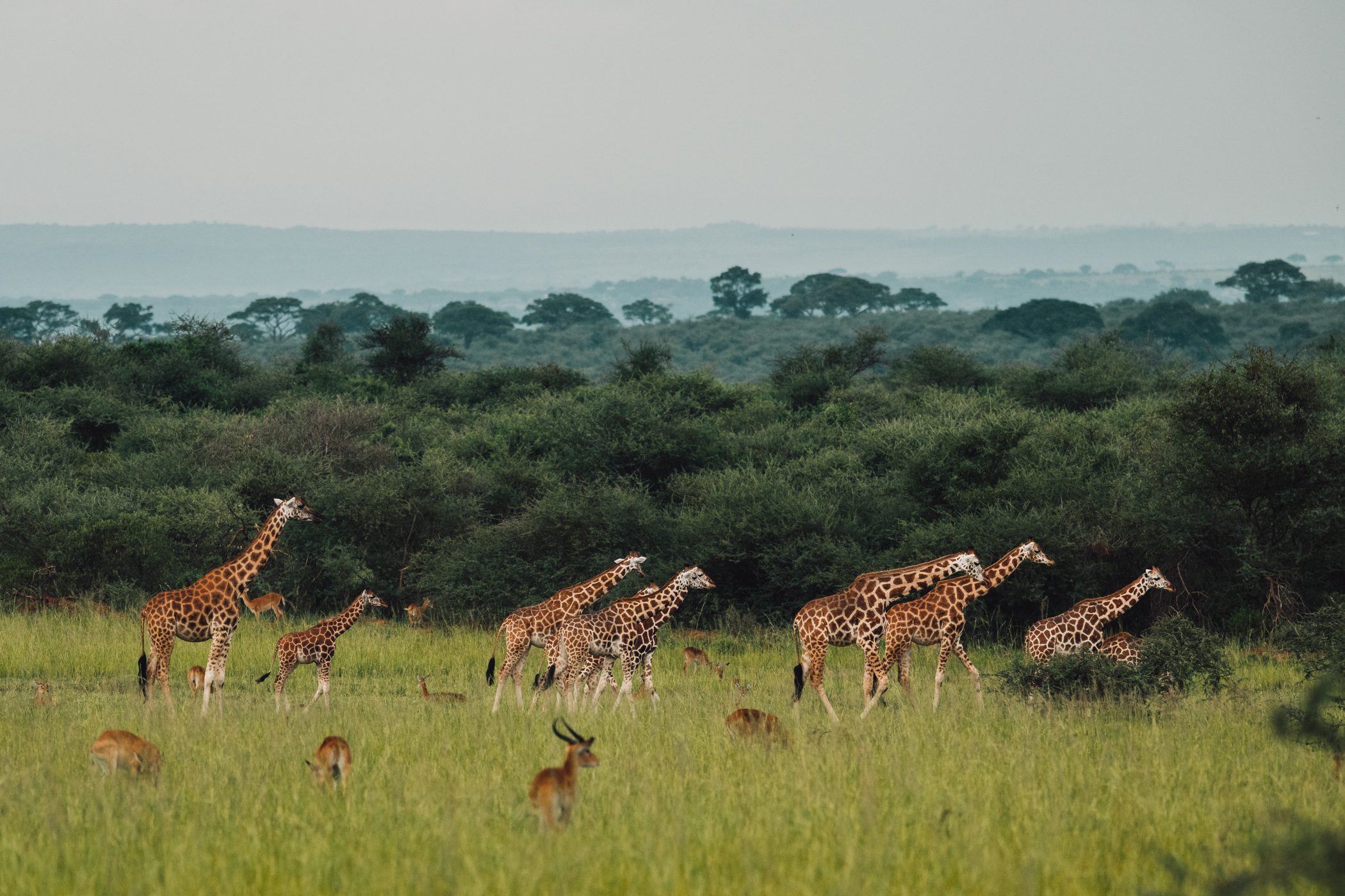 Rothschild giraffes in Murchison Falls National Park Uganda