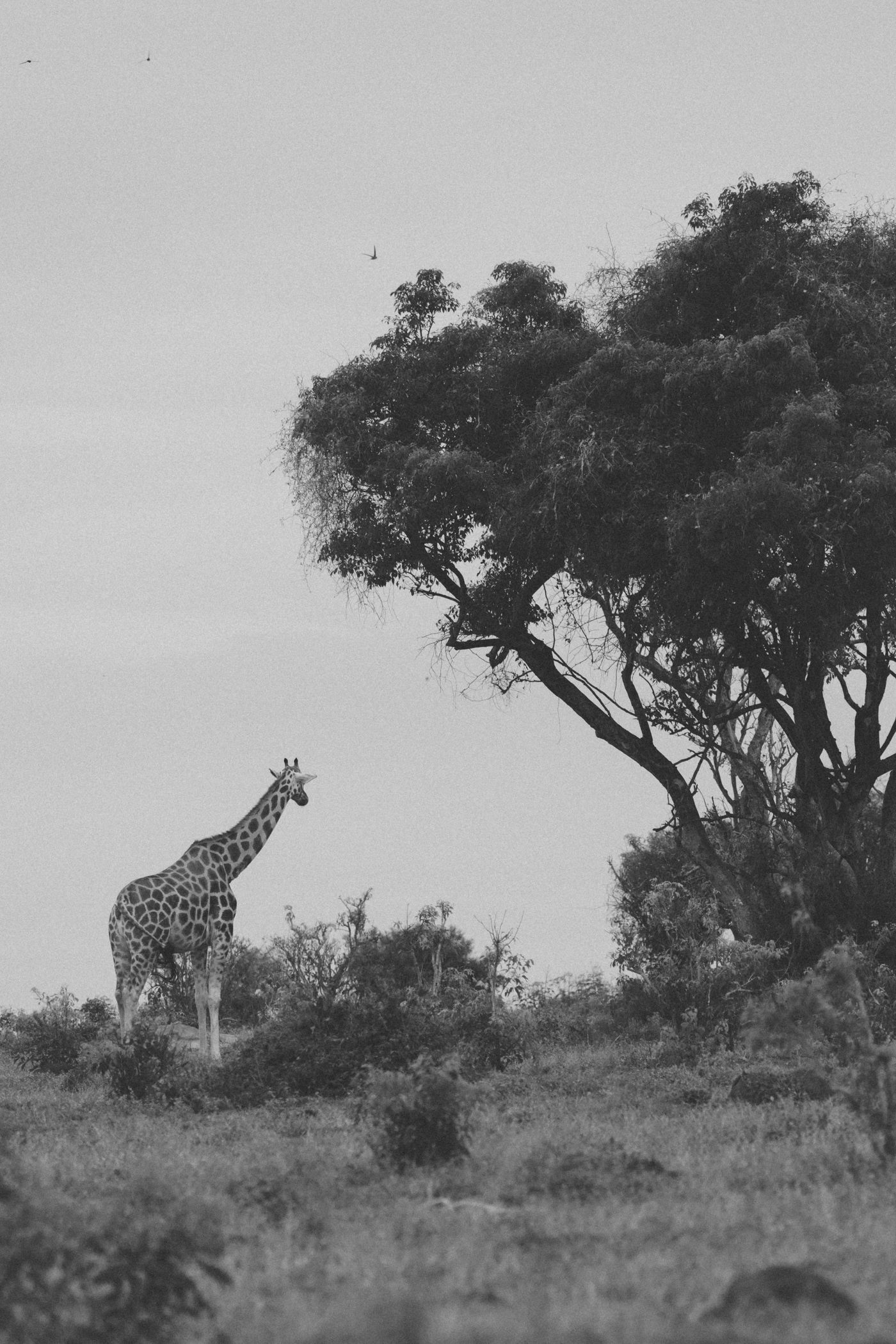 Rothschild giraffe in Murchison Falls National Park Uganda