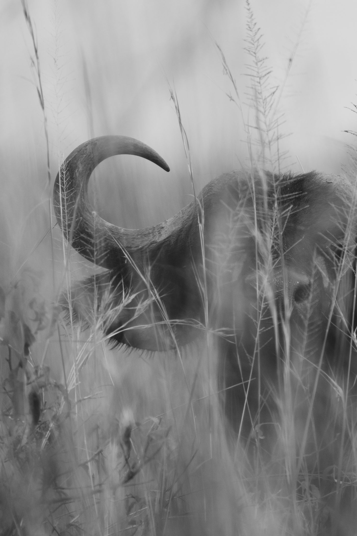 Buffalo in Murchison Falls National Park Uganda