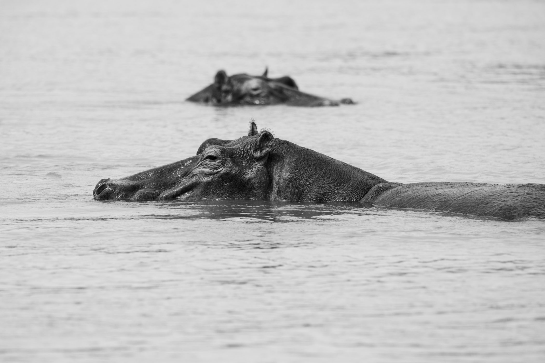 Hippos as seen from a boat cruise on the river Nile in Murchison Falls National Park Uganda