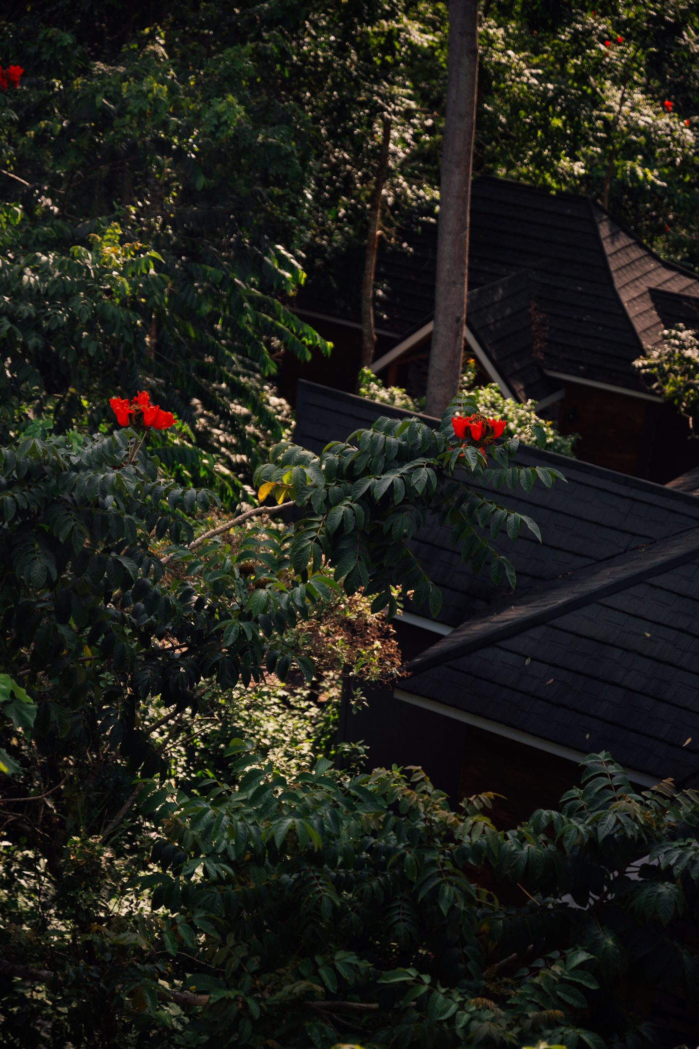 Chimpundu Lodge, Kibale National Park, Uganda