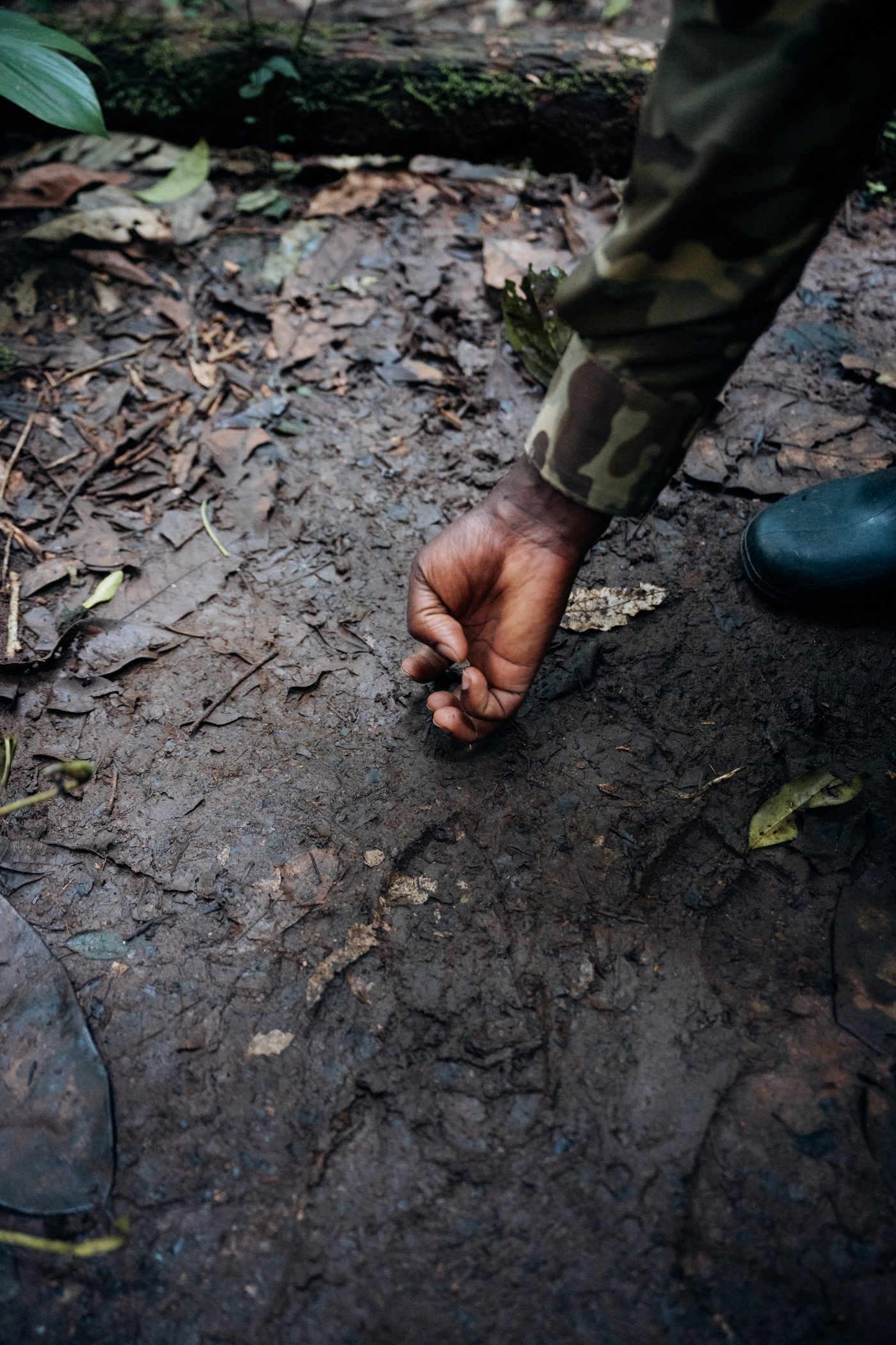 Knuckle prints of a chimp during a chimpanzee habituation experience in Kibale National Park in Uganda