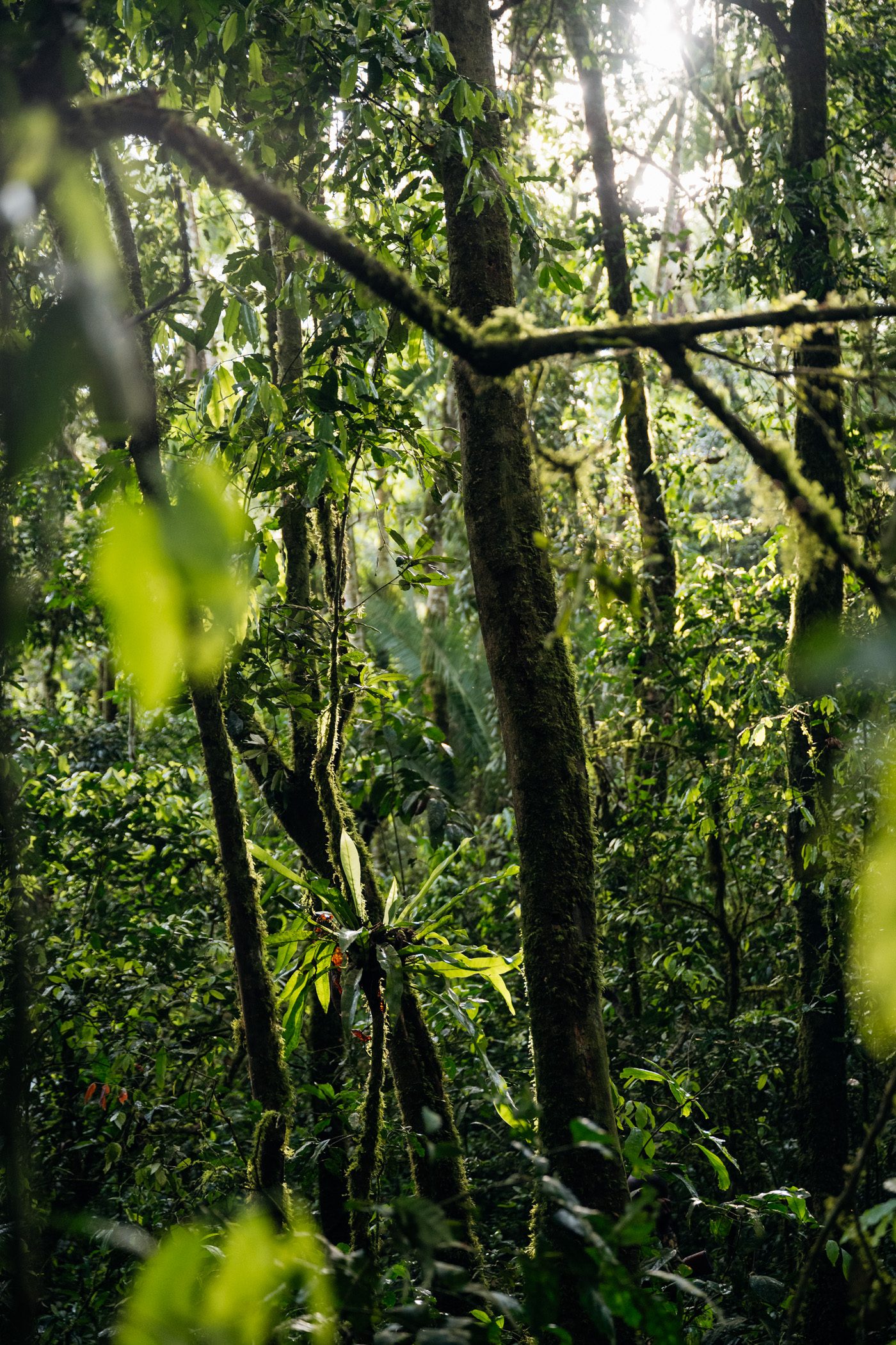The dense forest of Kibale National Park in Uganda