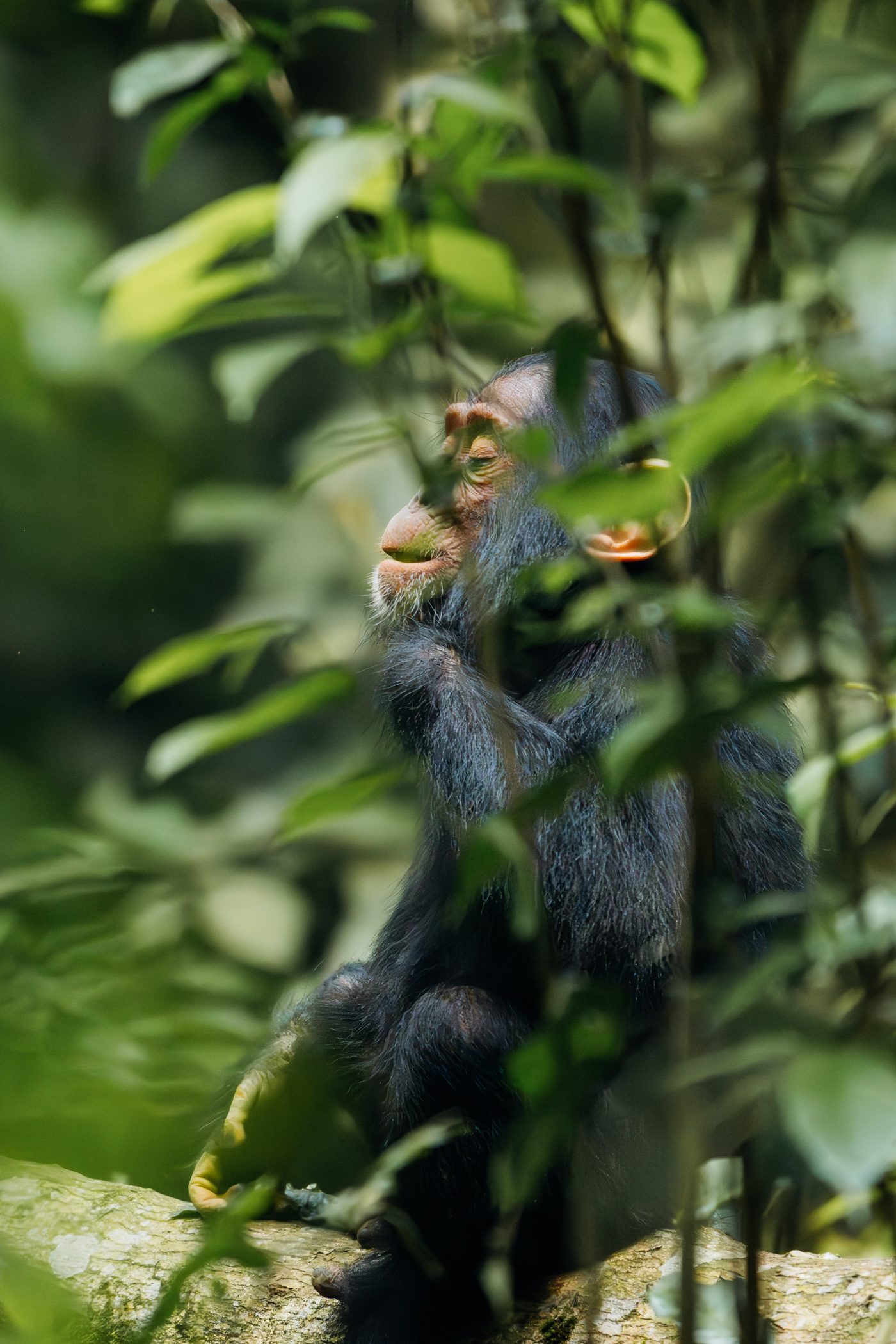 Juvenile chimp as seen during a chimpanzee habituation experience in Kibale National Park in Uganda