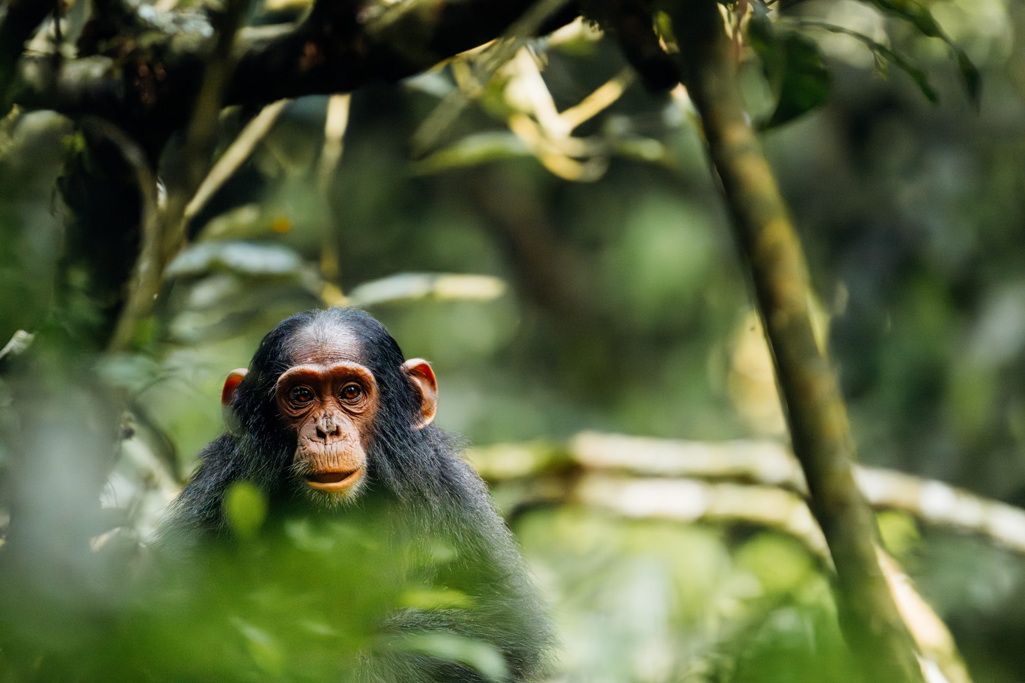 Juvenile chimp as seen during a chimpanzee habituation experience in Kibale National Park in Uganda