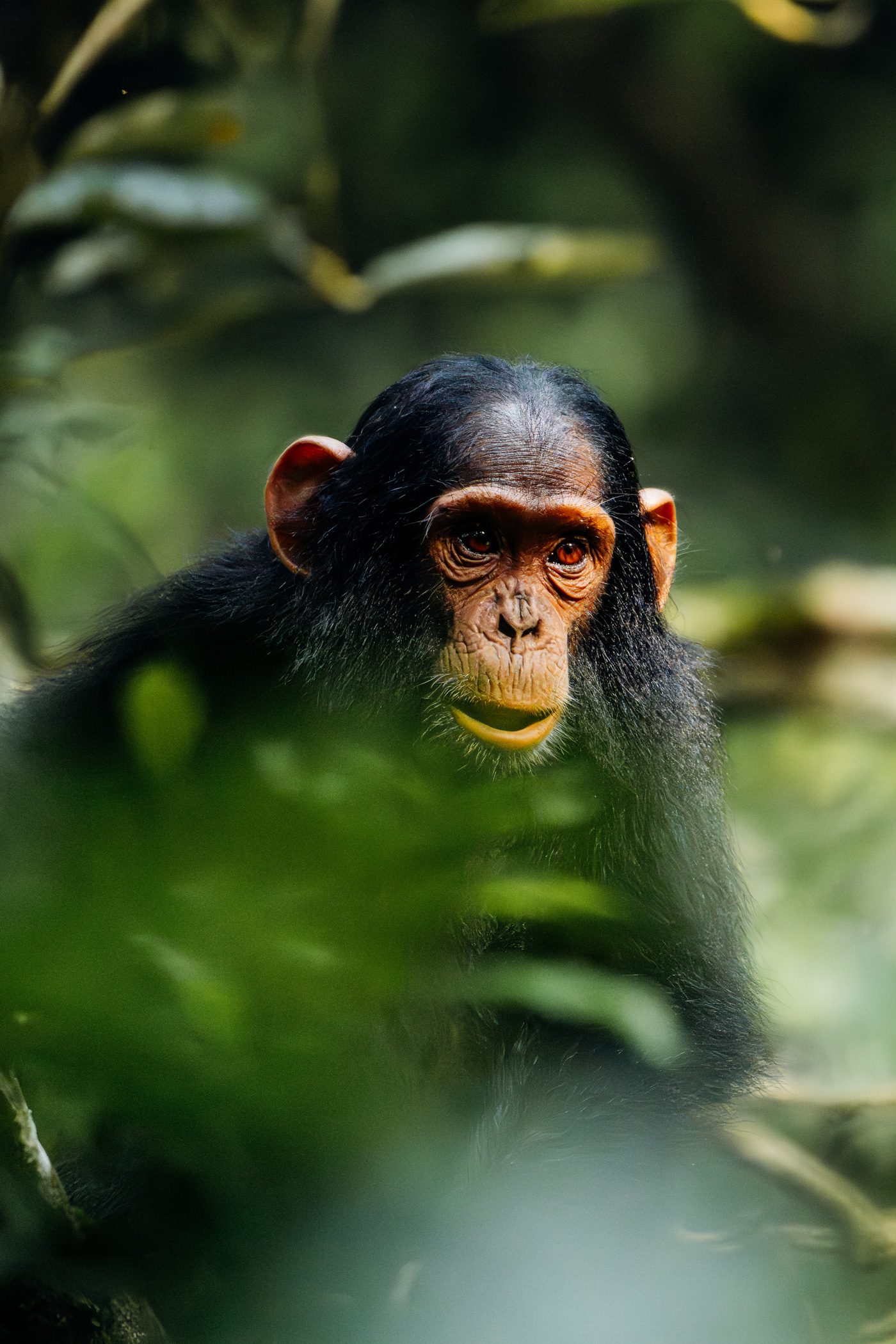 Juvenile chimp as seen during a chimpanzee habituation experience in Kibale National Park in Uganda