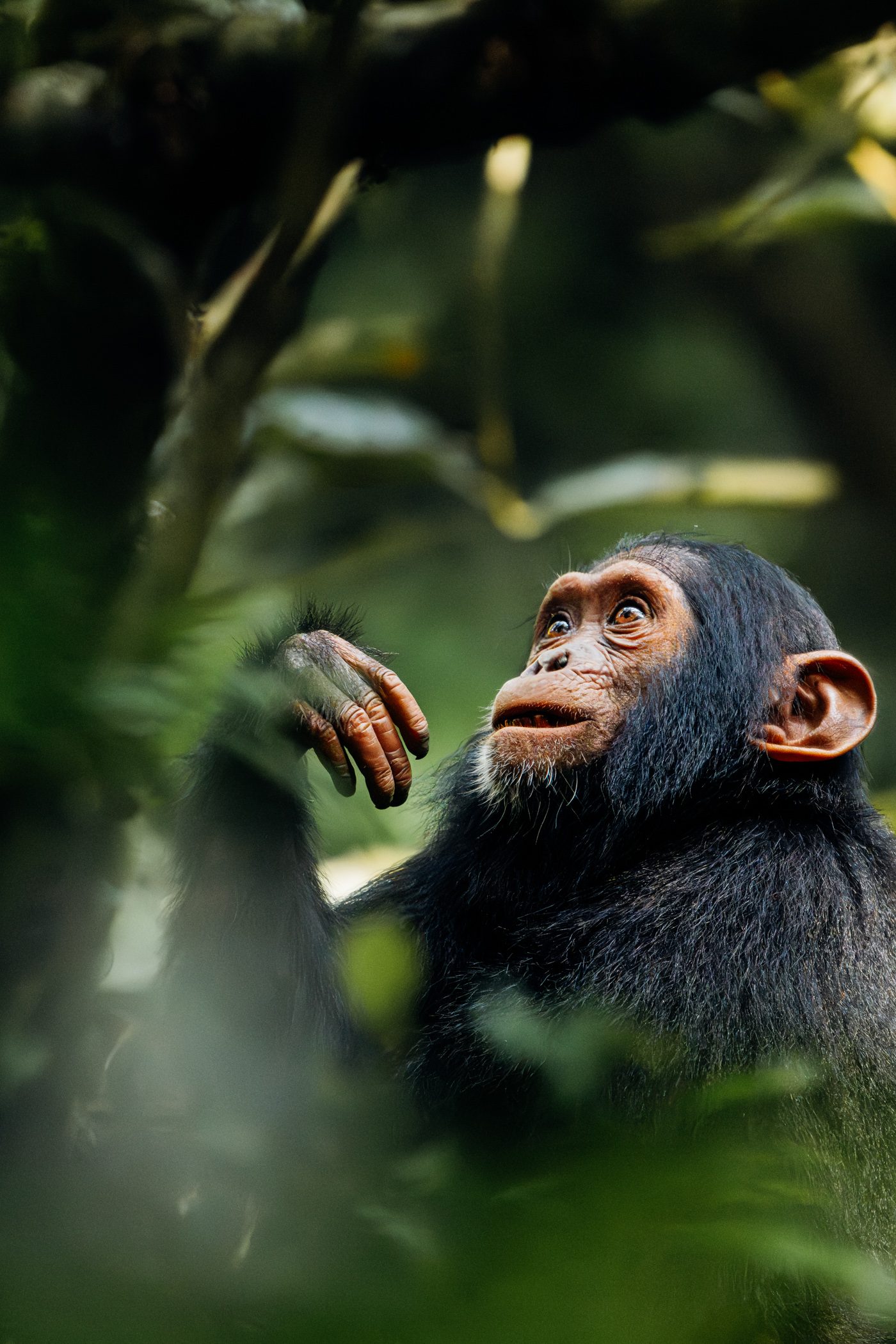 A young curious chimp as seen during a chimpanzee habituation experience in Kibale National Park in Uganda