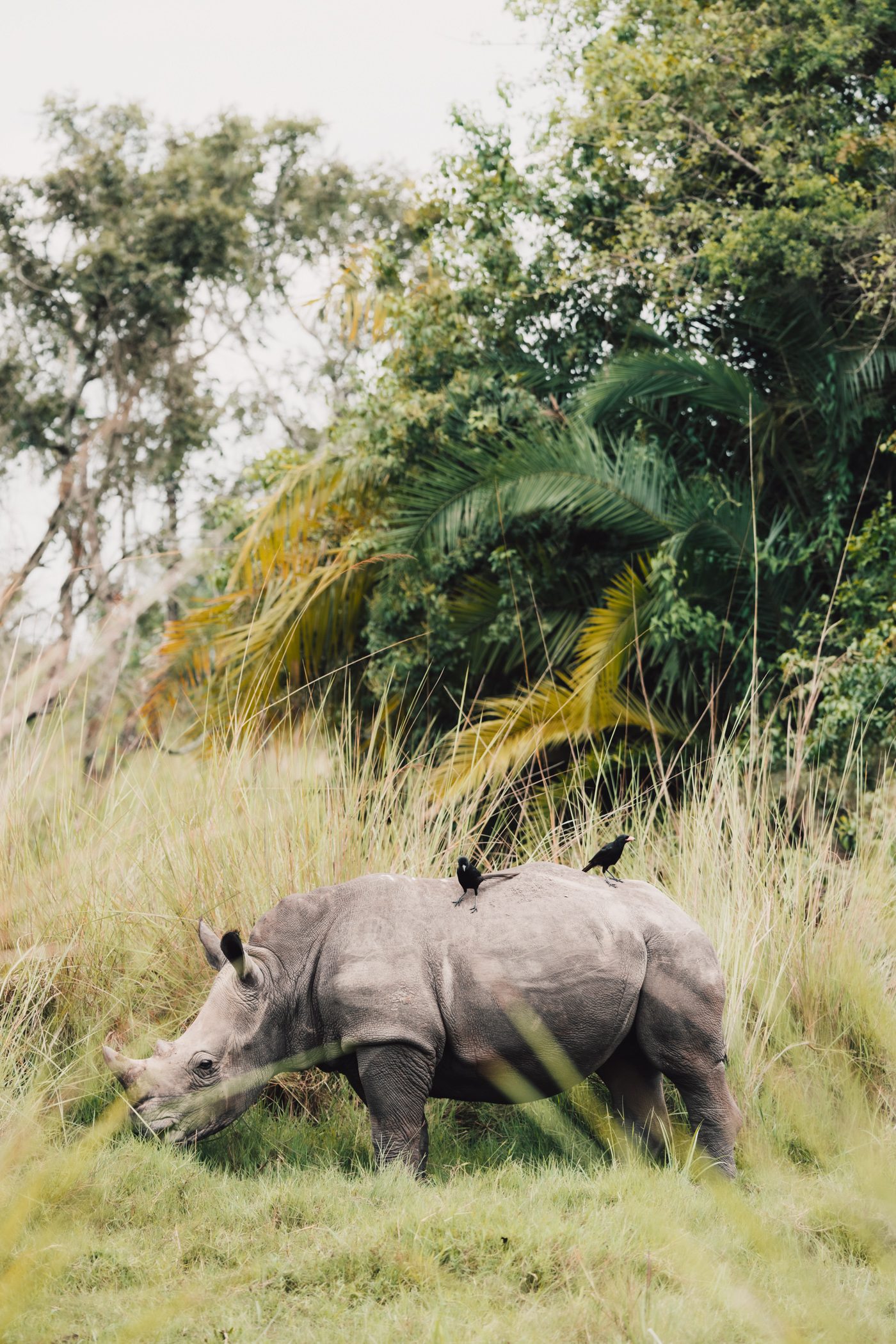 Ziwa Rhino Sanctuary in Uganda - the only place in Uganda where you can see rhinos, and even walk on foot