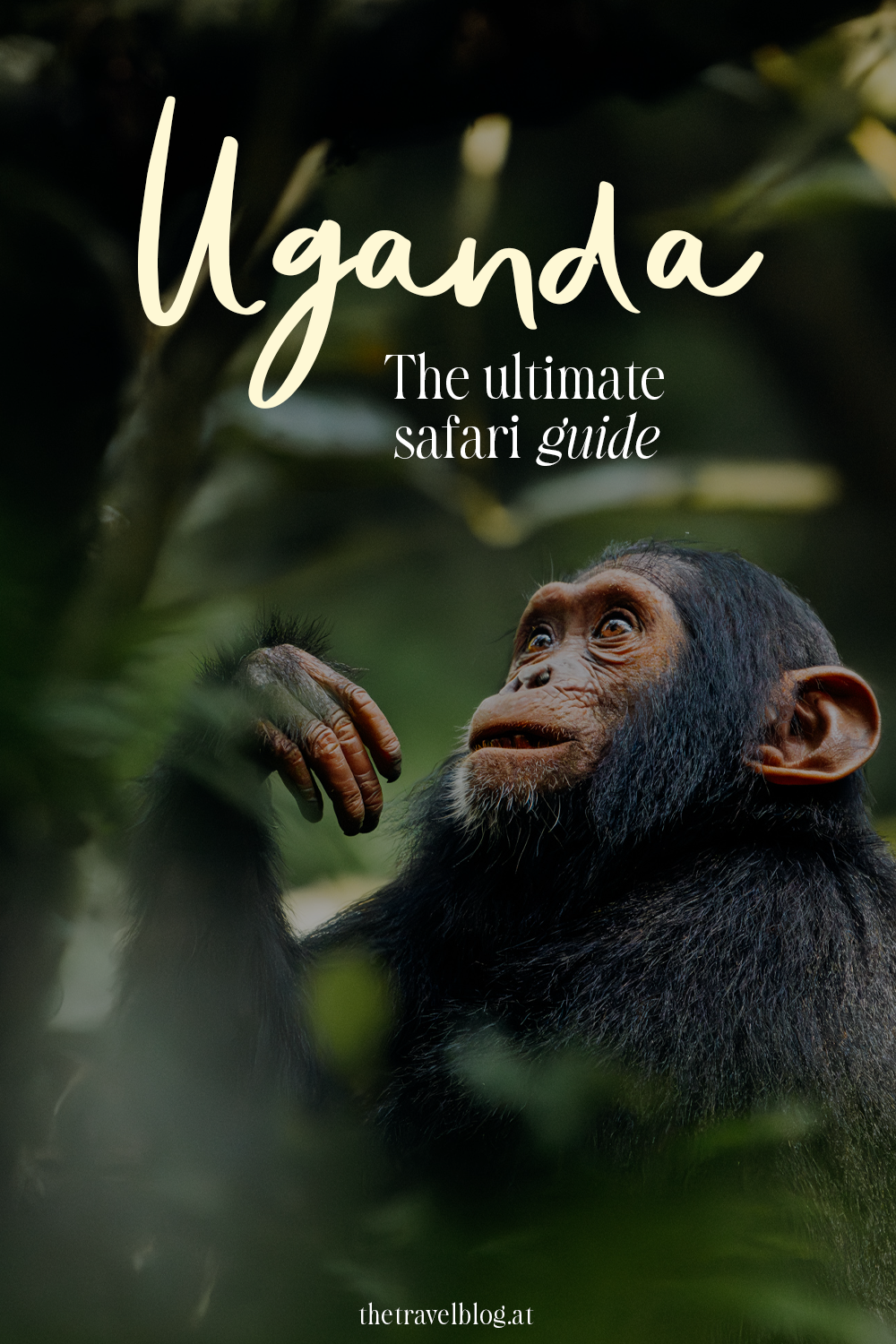 Uganda: The ultimate travel and safari guide by thetravelblog.at