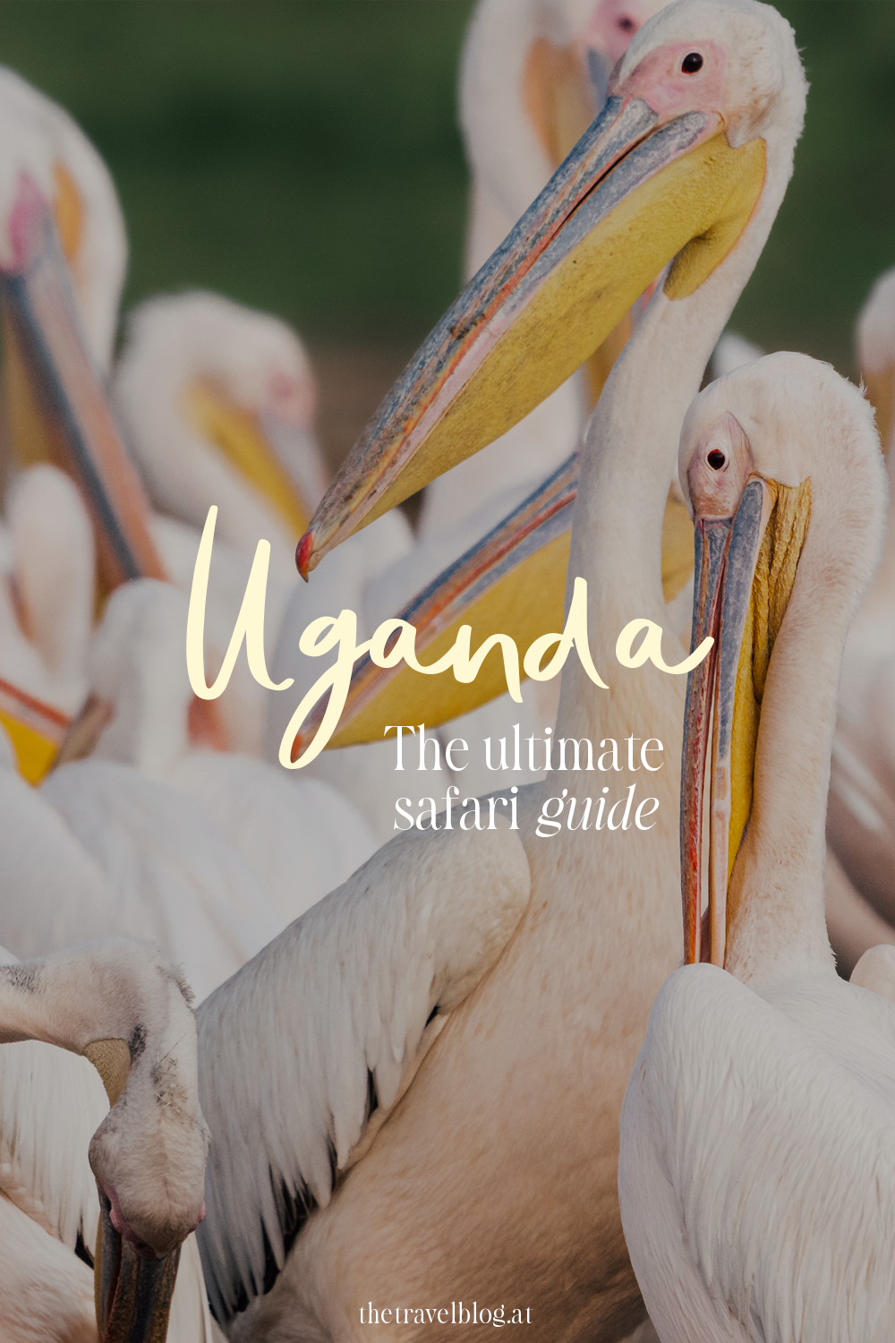 Uganda: The ultimate travel and safari guide by thetravelblog.at