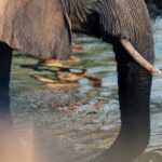 Elephant in Lower Zambezi National Park in May 2025 in Zambia