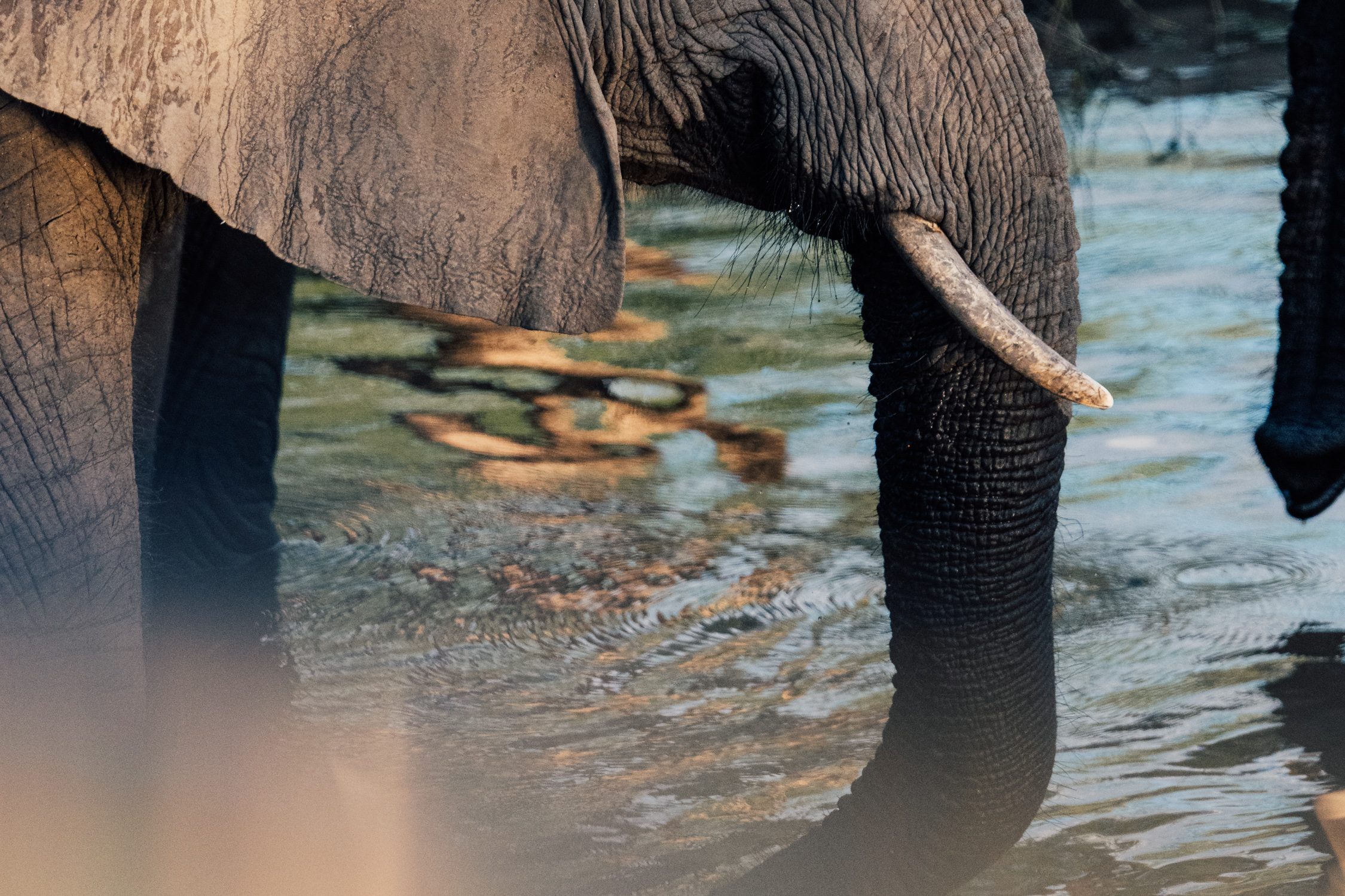 Elephant in Lower Zambezi National Park in May 2025 in Zambia