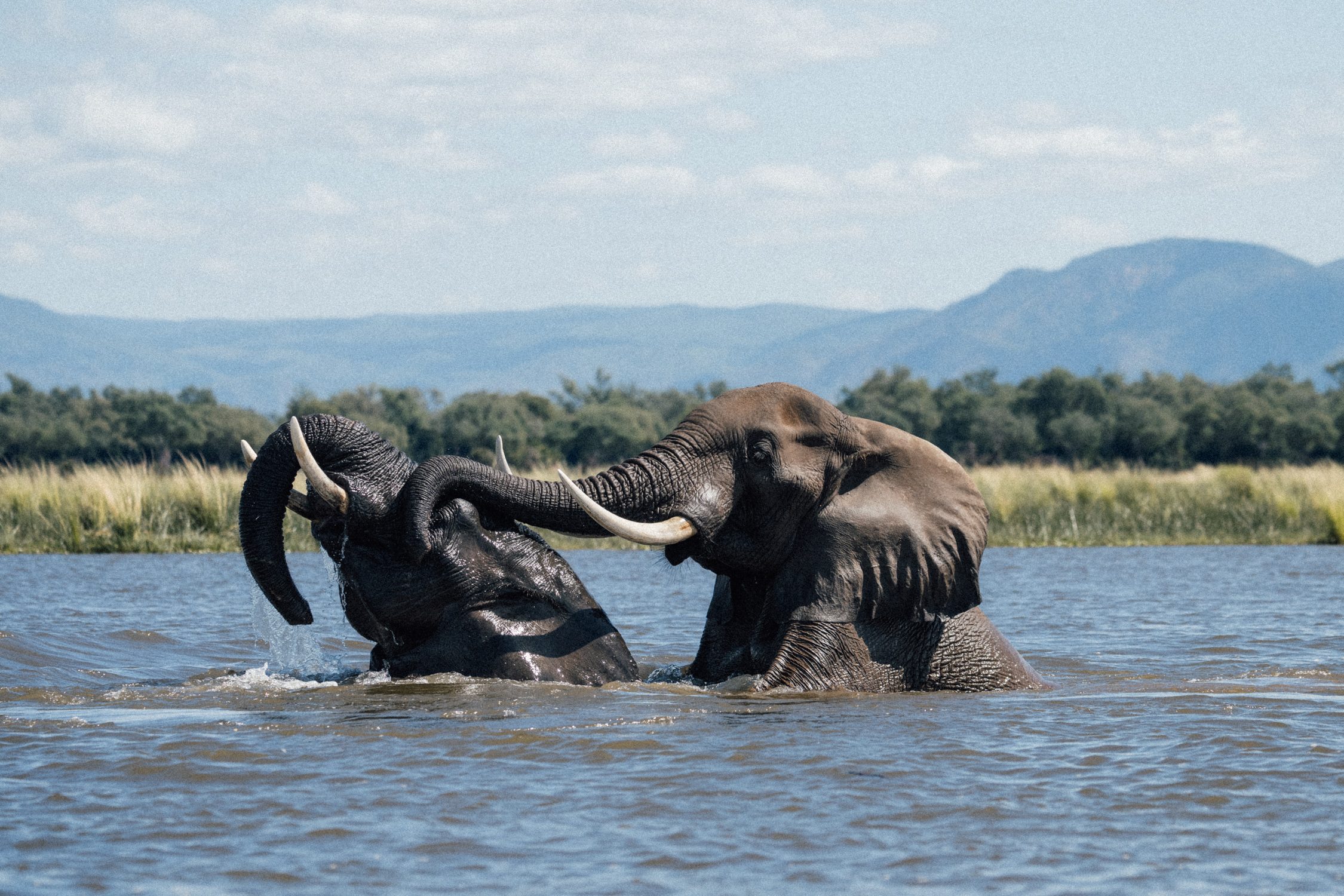 Lower Zambezi National Park in May 2025 in Zambia