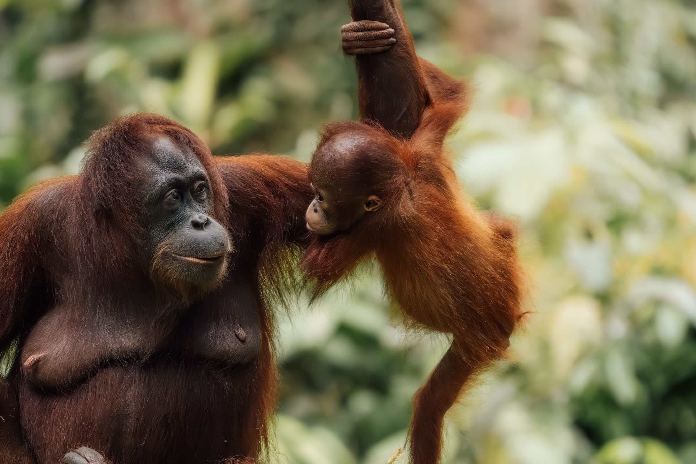 Seeing Orangutans in Borneo with Scoot and Sabah Tourism