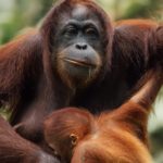 Seeing Orangutans in Borneo with Scoot and Sabah Tourism
