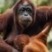 Seeing Orangutans in Borneo with Scoot and Sabah Tourism