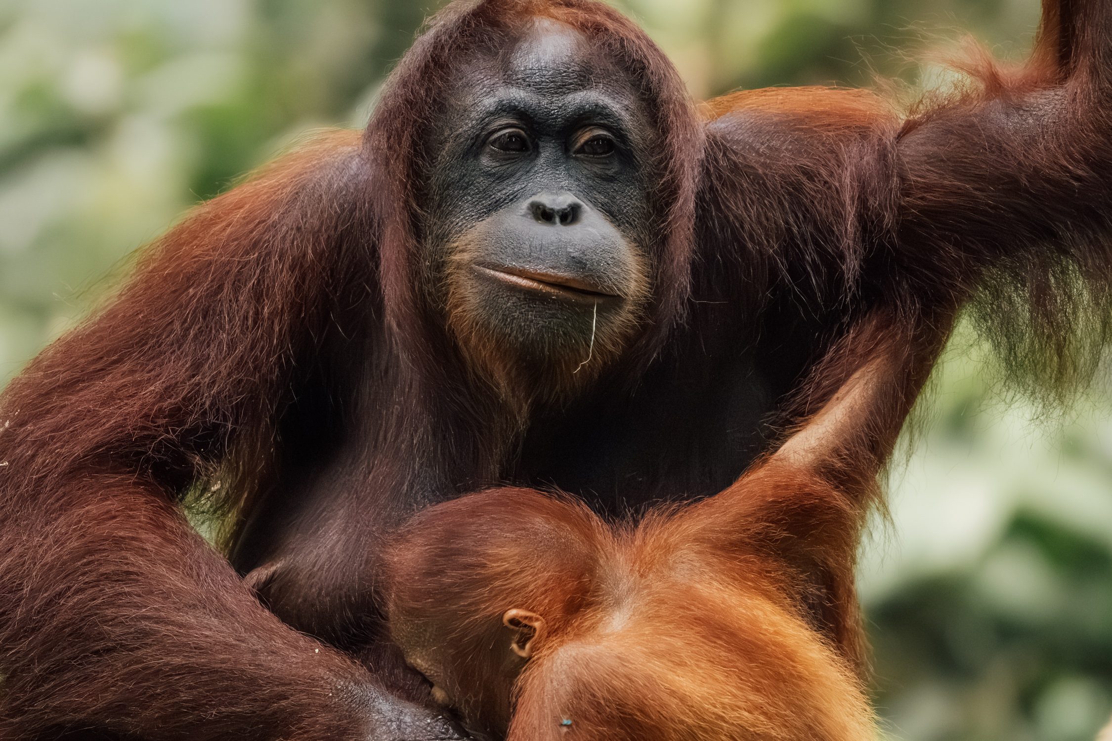 Seeing Orangutans in Borneo with Scoot and Sabah Tourism
