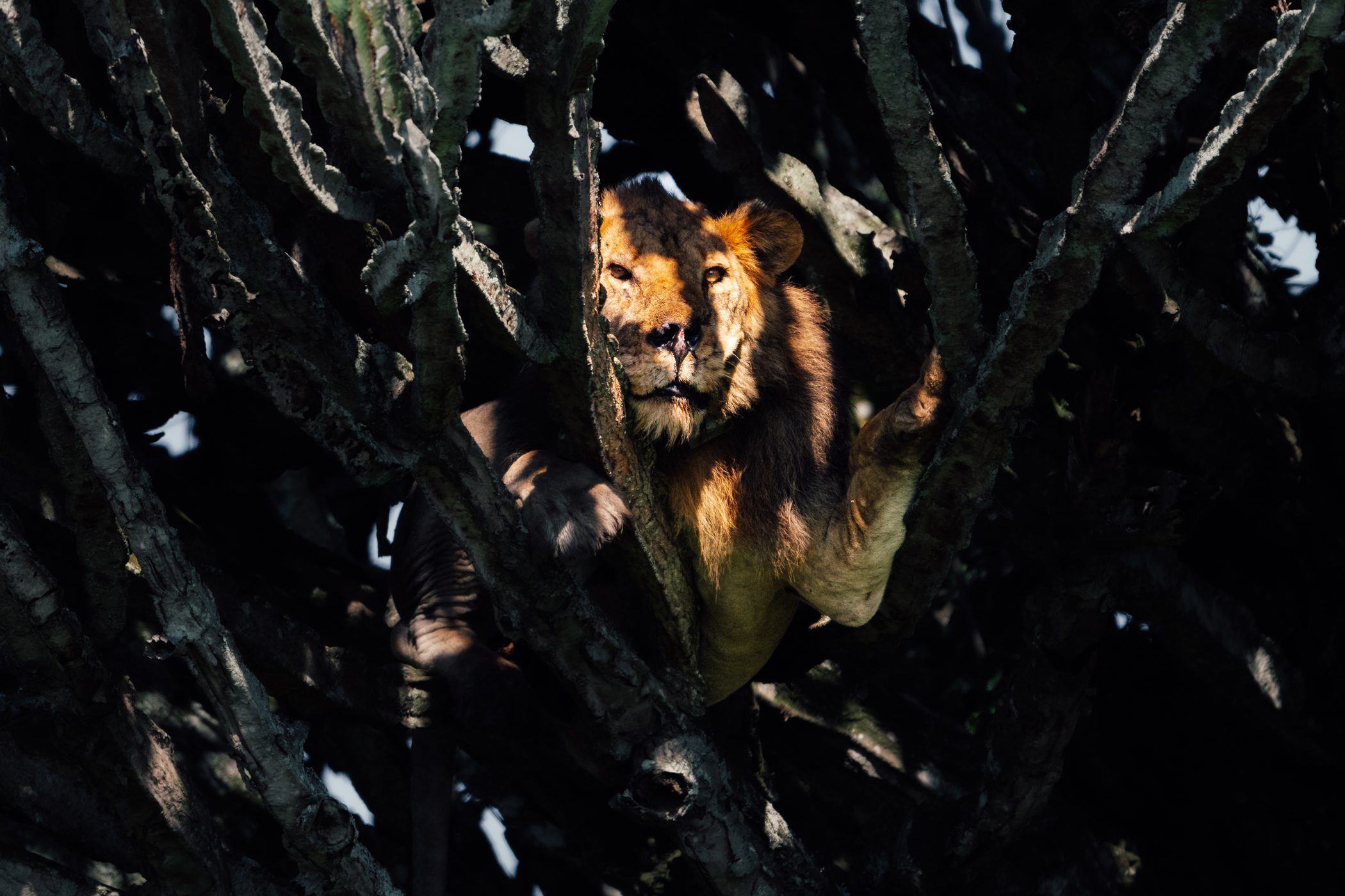 Tree-climbing lions of Queen Elizabeth National Park in Uganda