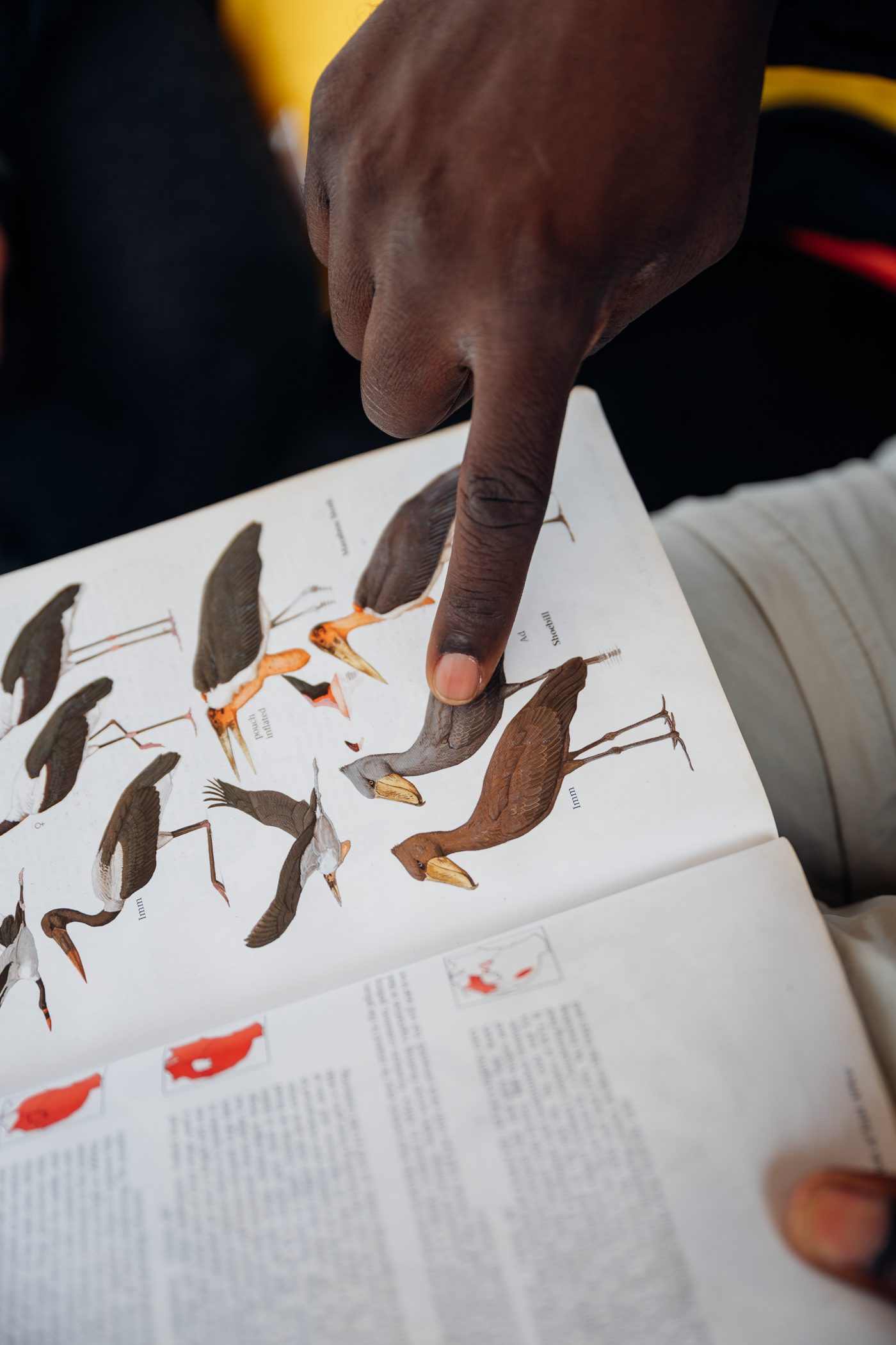 Mbamba swamp boat cruise in Entebbe in Uganda