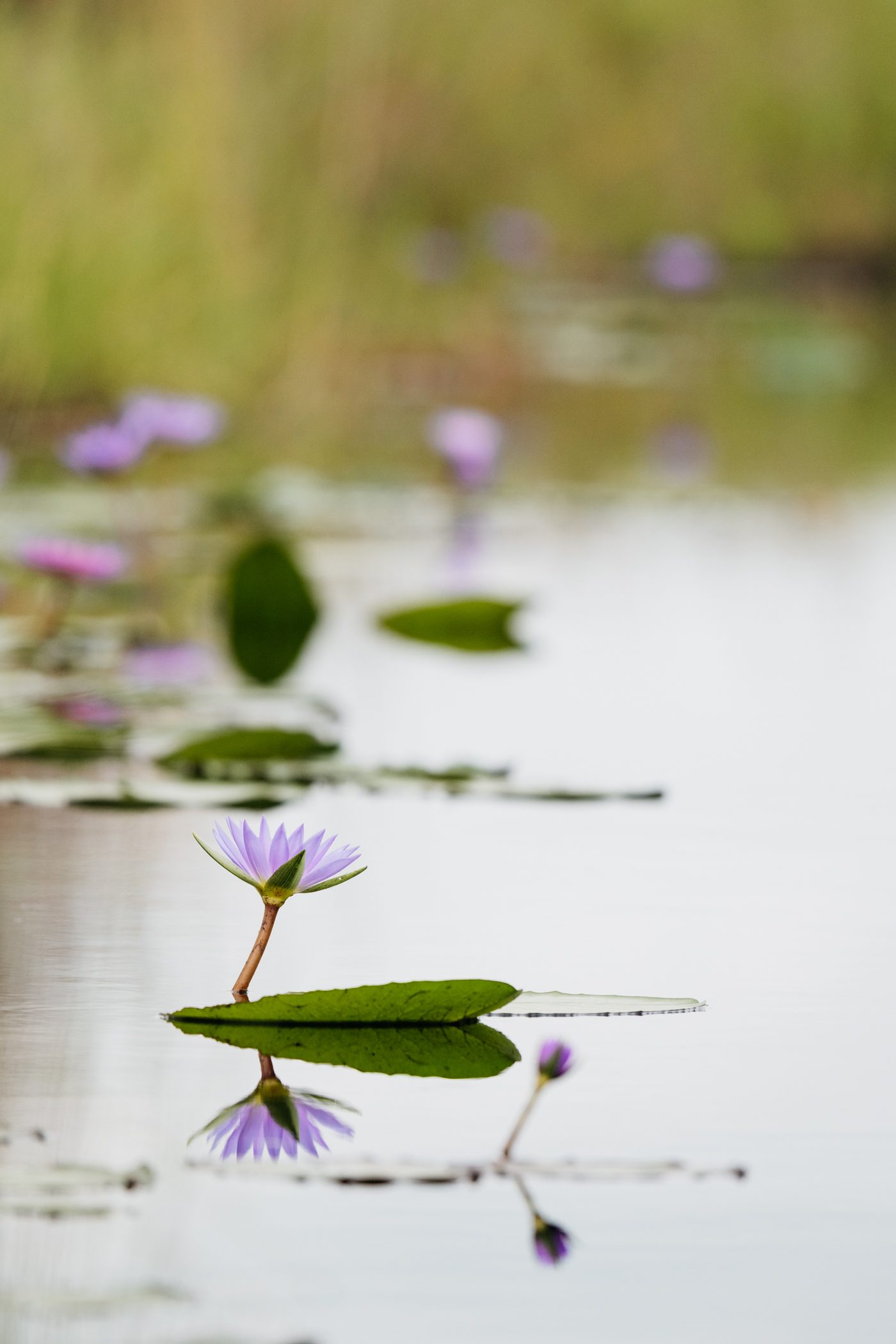 Mbamba swamp boat cruise in Entebbe in Uganda