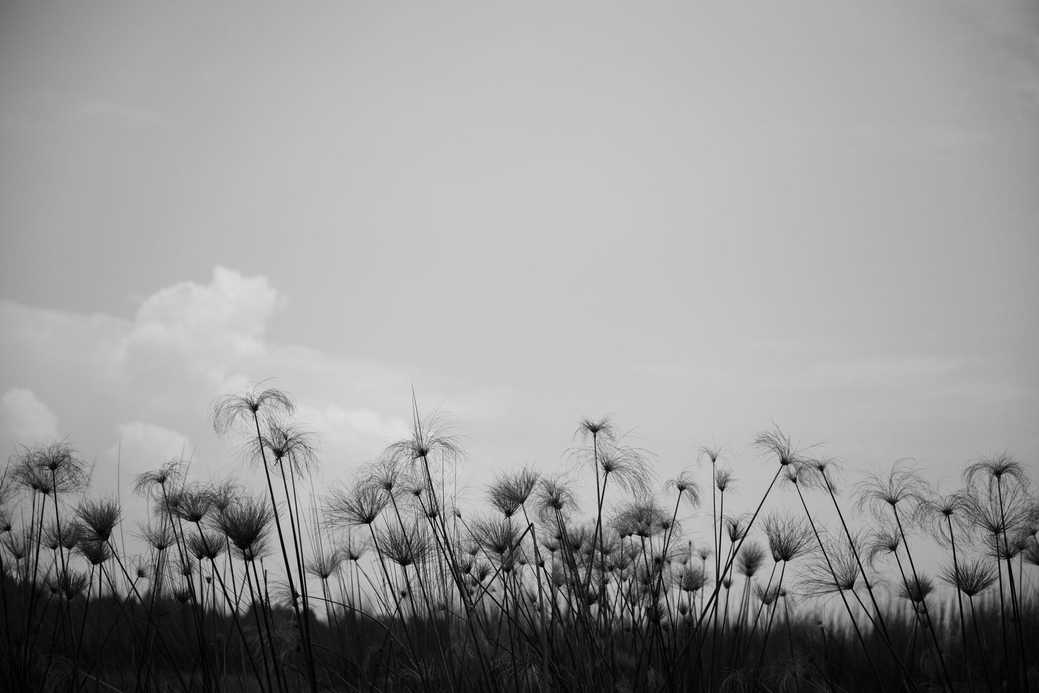 Mbamba swamp boat cruise in Entebbe in Uganda