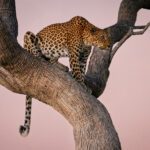 Leopard in a tree at sunset in Botswana's Okavango Delta