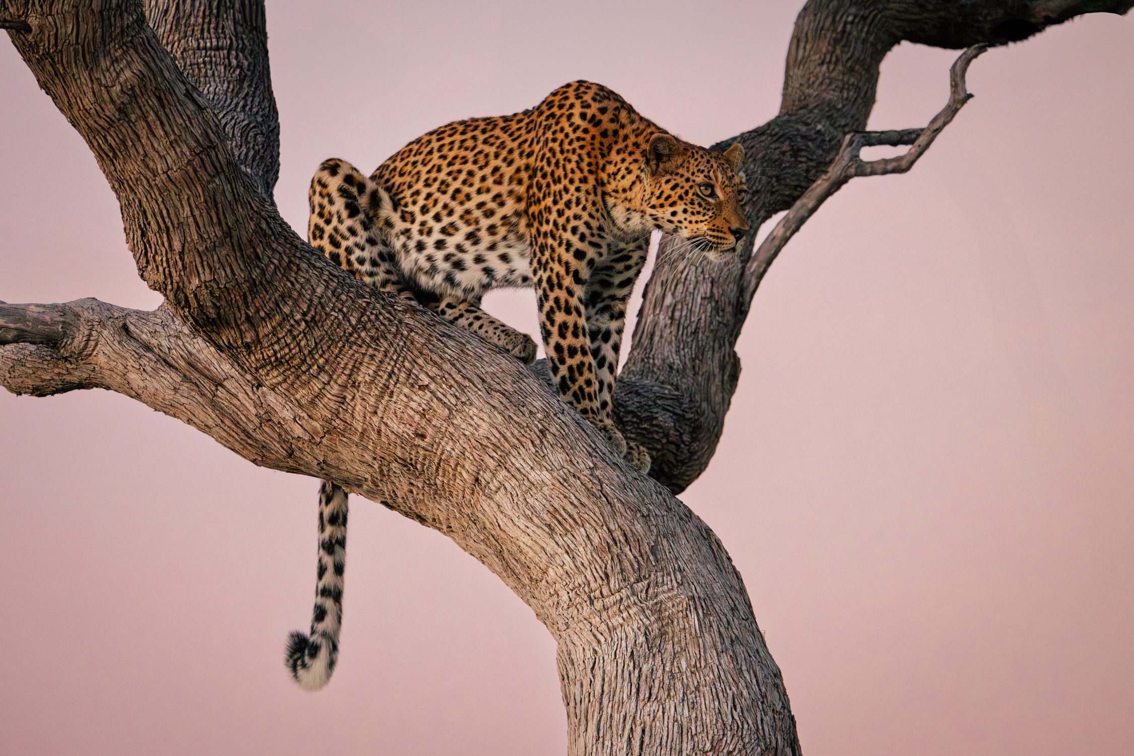 Leopard in a tree at sunset in Botswana's Okavango Delta