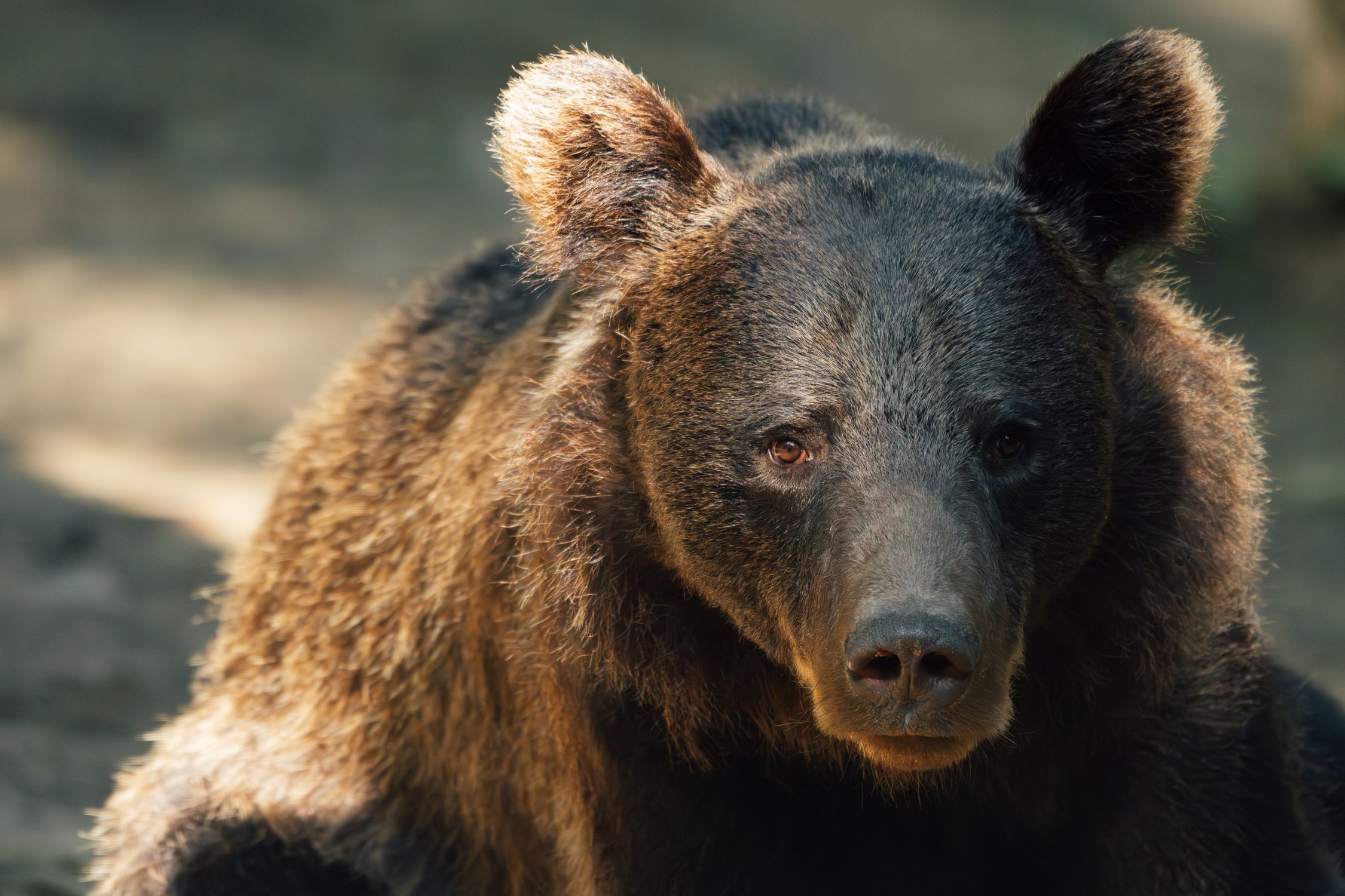 Brown bear as seen from a hide at Zabola Estate in Romania