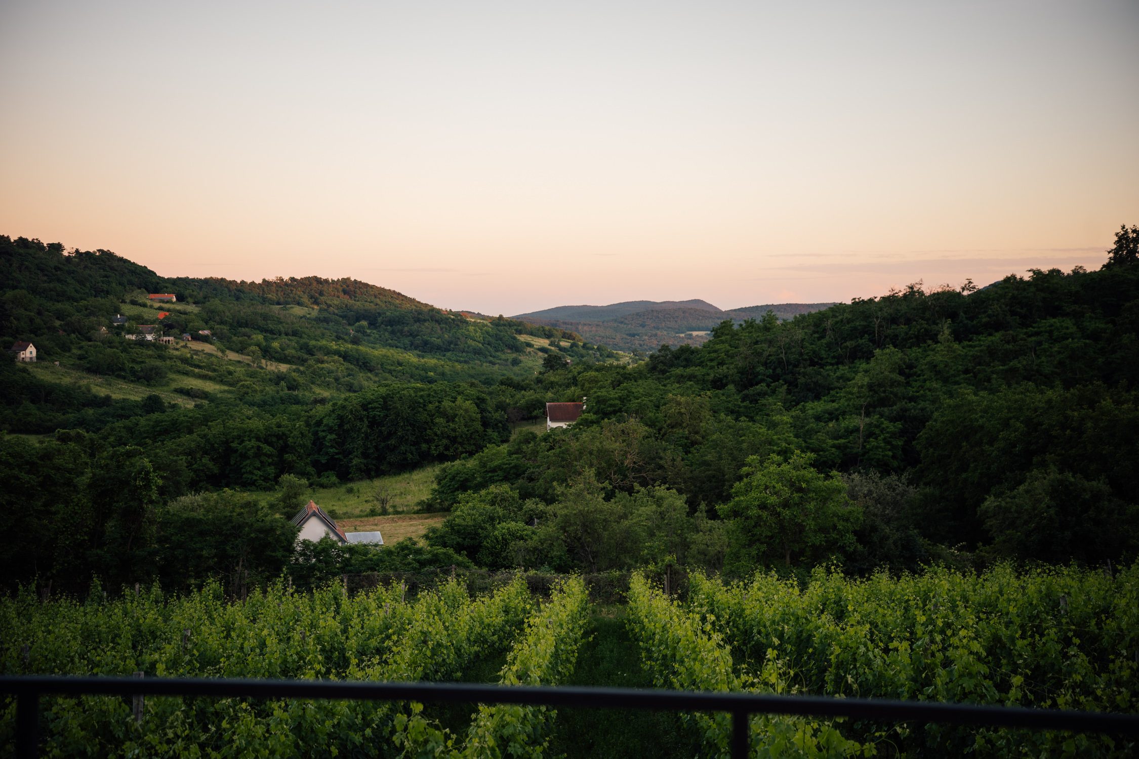 Balaton vineyards at sunset, Lake Balaton, Hungary