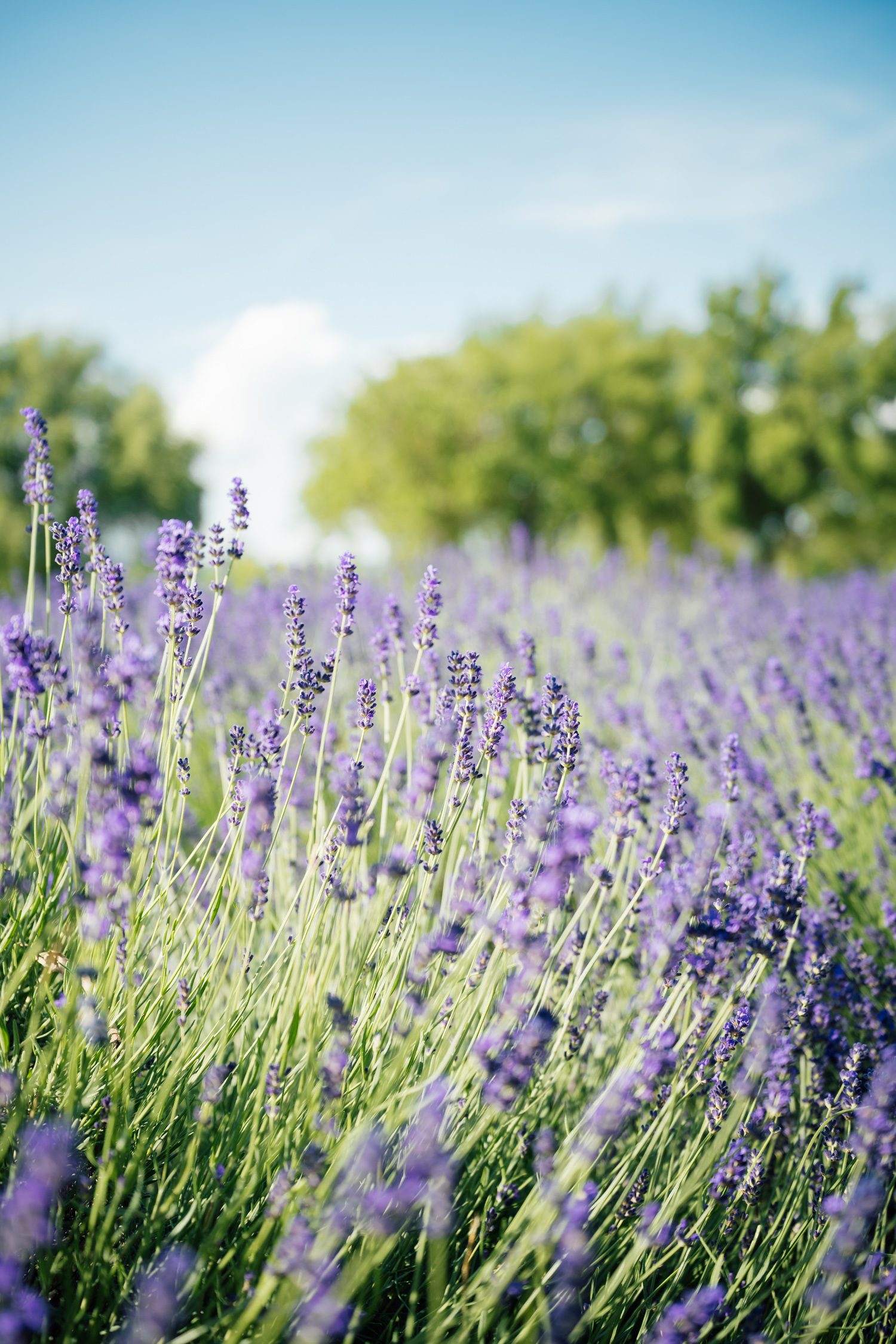 Lavender fields at Tihany, Balaton, Hungary