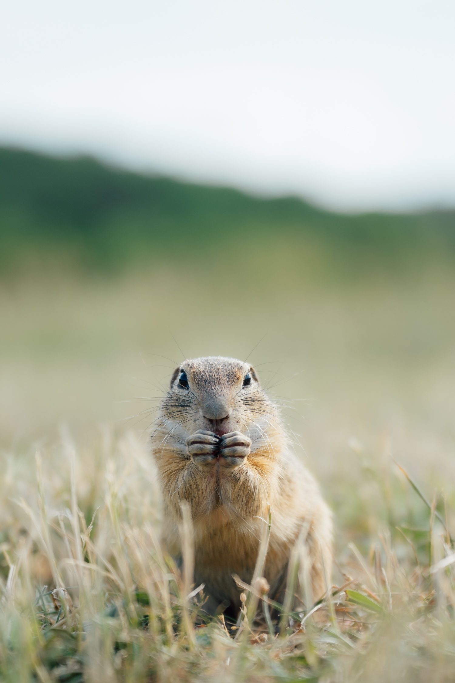 European Ground Squirrel in Tihany, Lake Balaton, Hungary
