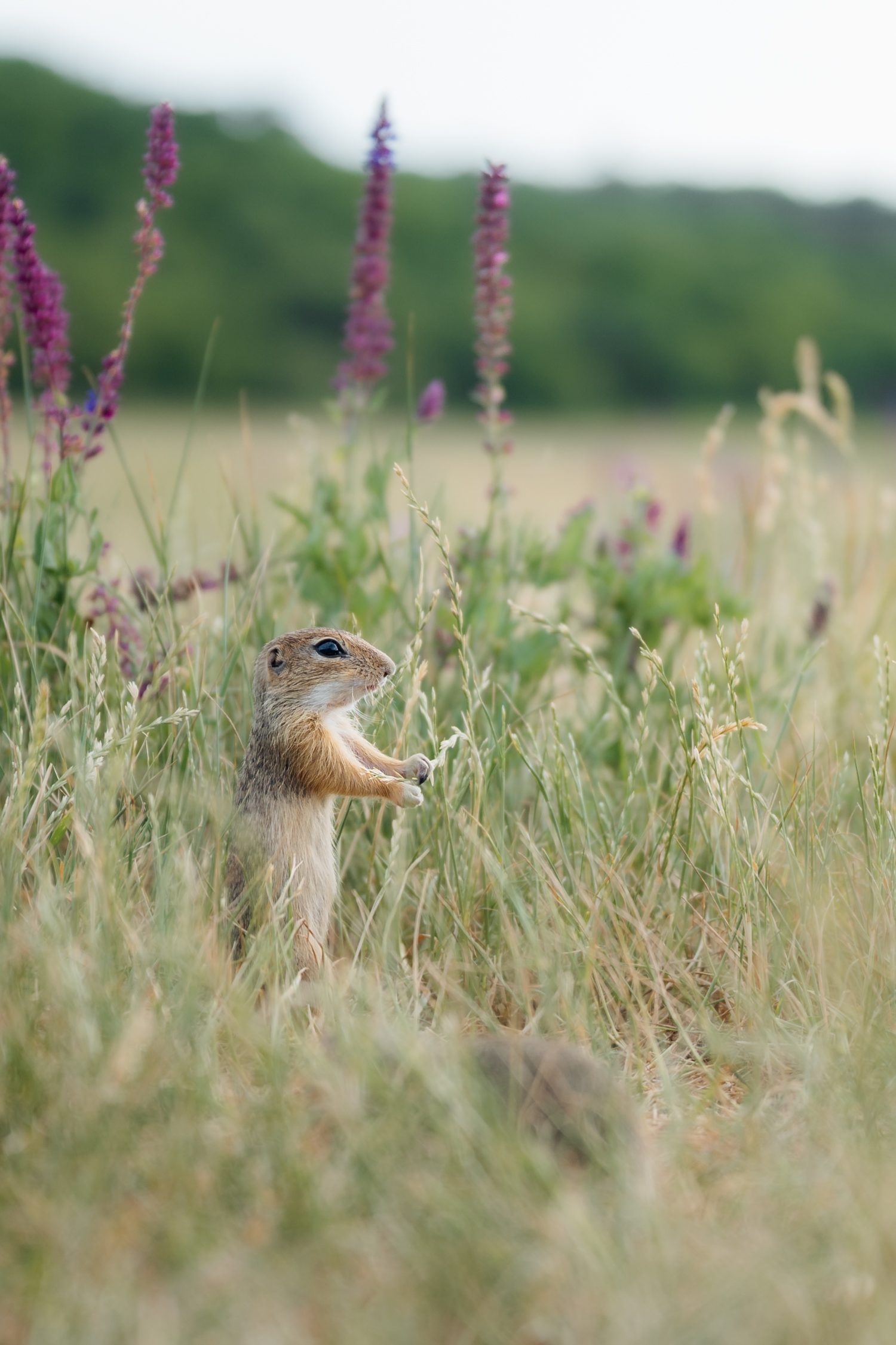 European Ground Squirrel in Tihany, Lake Balaton, Hungary