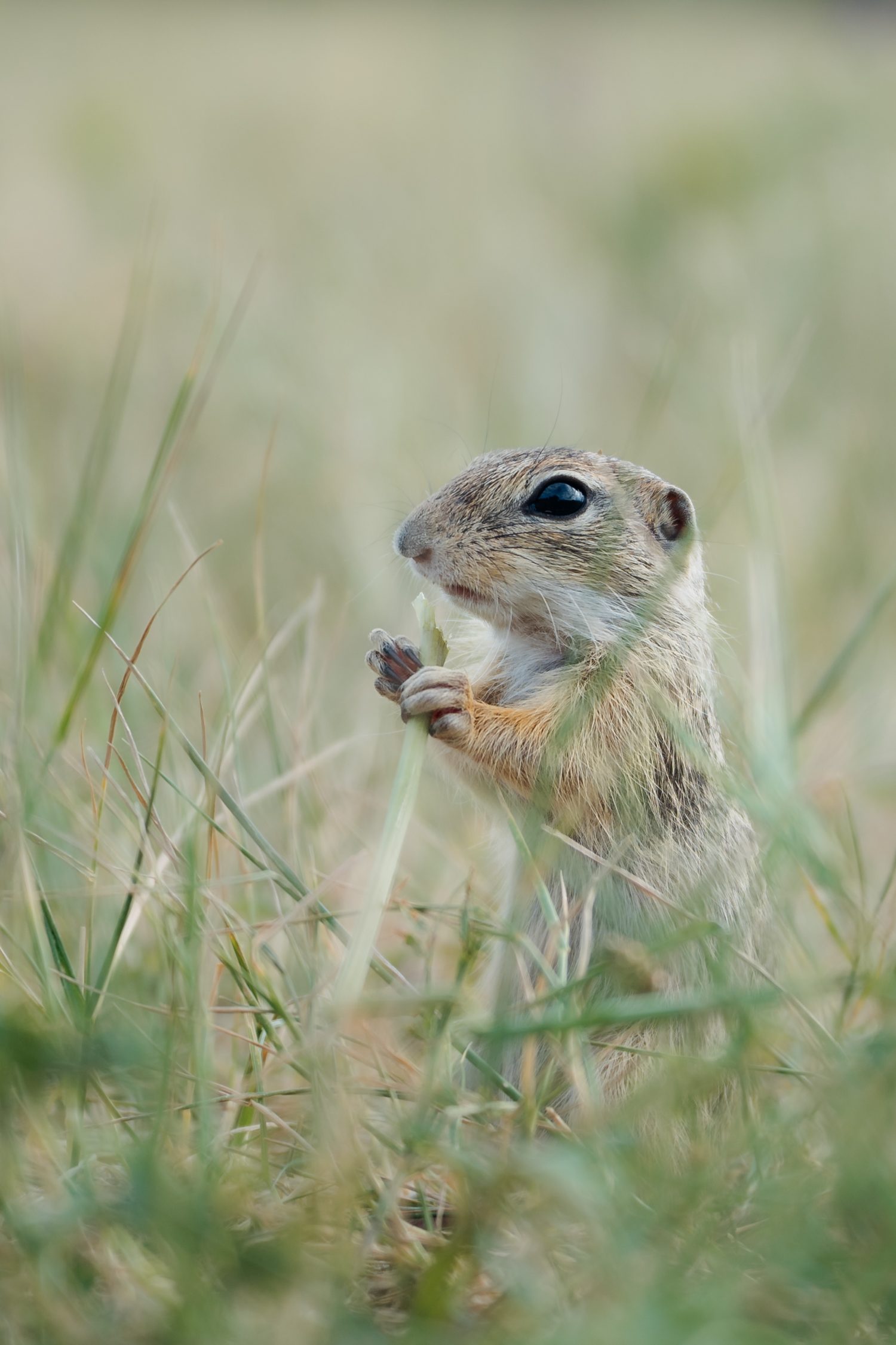 European Ground Squirrel in Tihany, Lake Balaton, Hungary