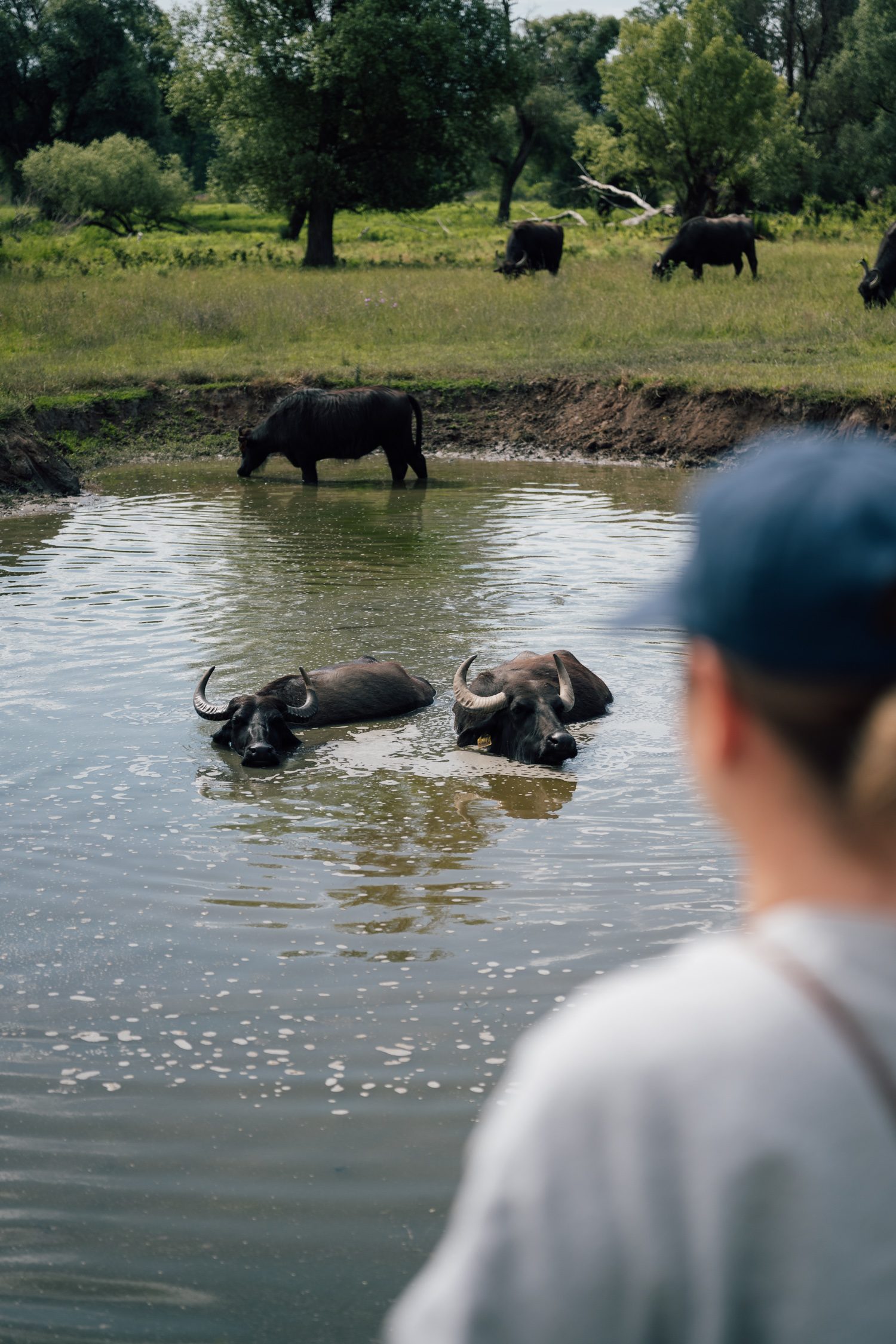 Buffalo reserve Zalakomár at Kis-Balaton, Lake Balaton, Hungary