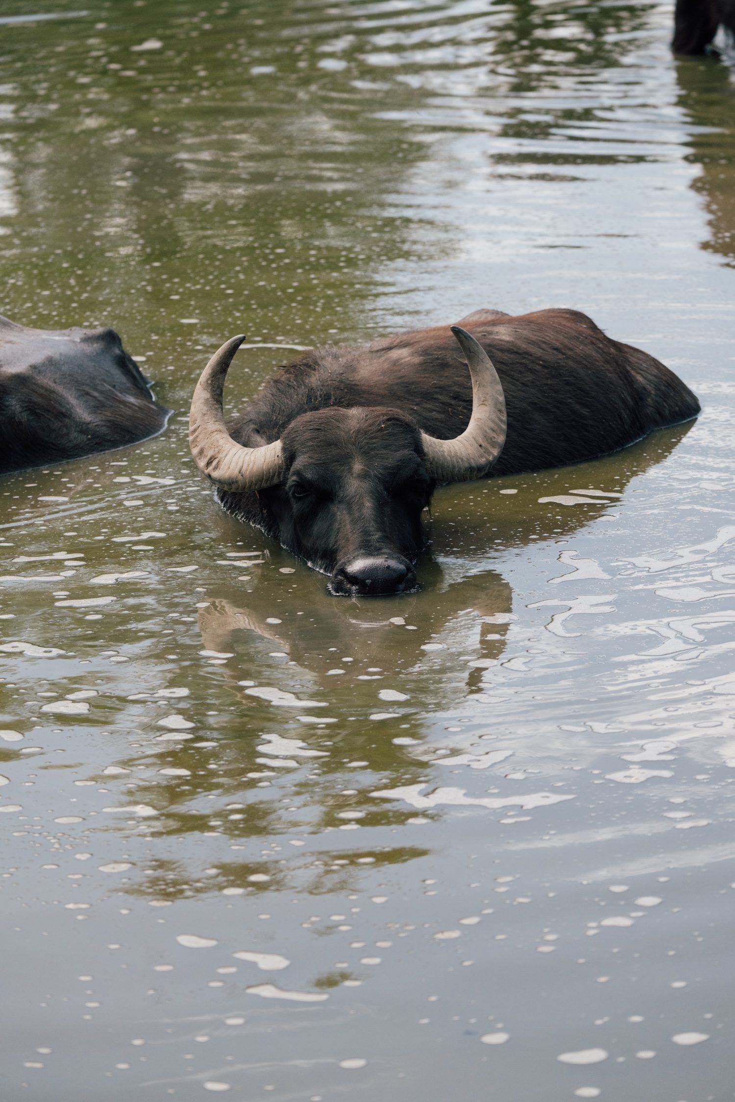 Buffalo reserve Zalakomár at Kis-Balaton, Lake Balaton, Hungary