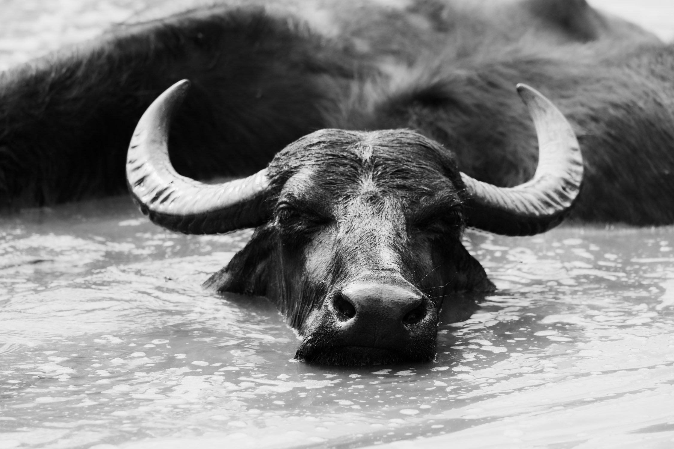 Buffalo reserve Zalakomár at Kis-Balaton, Lake Balaton, Hungary