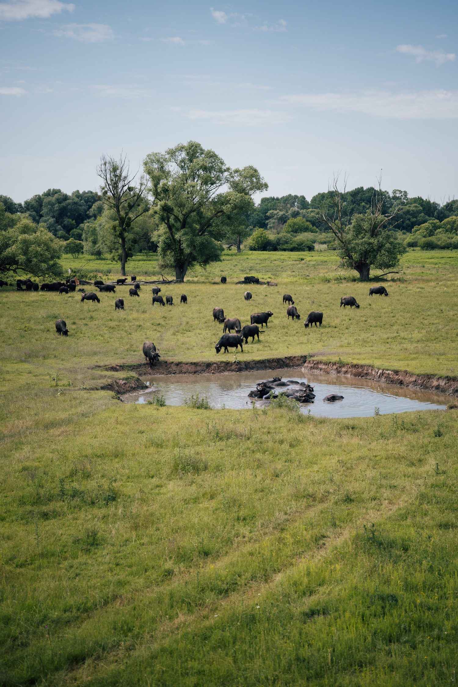 Buffalo reserve Zalakomár at Kis-Balaton, Lake Balaton, Hungary