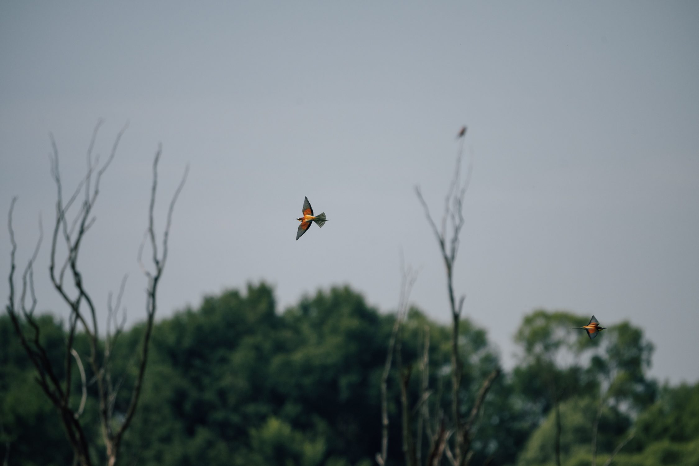 European Bee eaters at Kis-Balaton, Lake Balaton, Hungary
