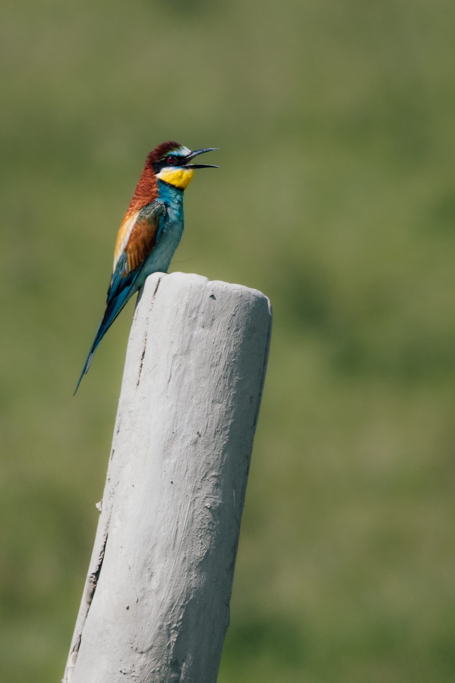 European bee eater at Buffalo reserve Zalakomár at Kis-Balaton, Lake Balaton, Hungary