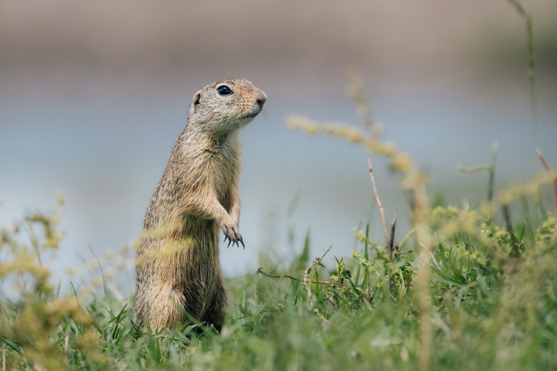 European Ground Squirrel at Kis-Balaton, Lake Balaton, Hungary