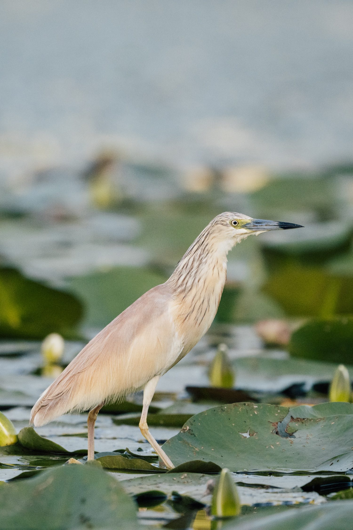 Squacco heron at Kis-Balaton, Lake Balaton, Hungary