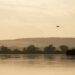 Kis-Balaton with a flying egret at sunset during a canoe tour, Balaton, Hungary